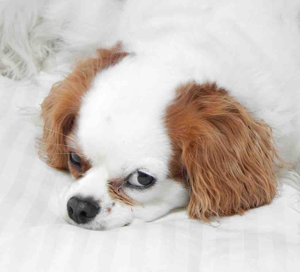 979x888 Funny Puppy Wallpaper for Android