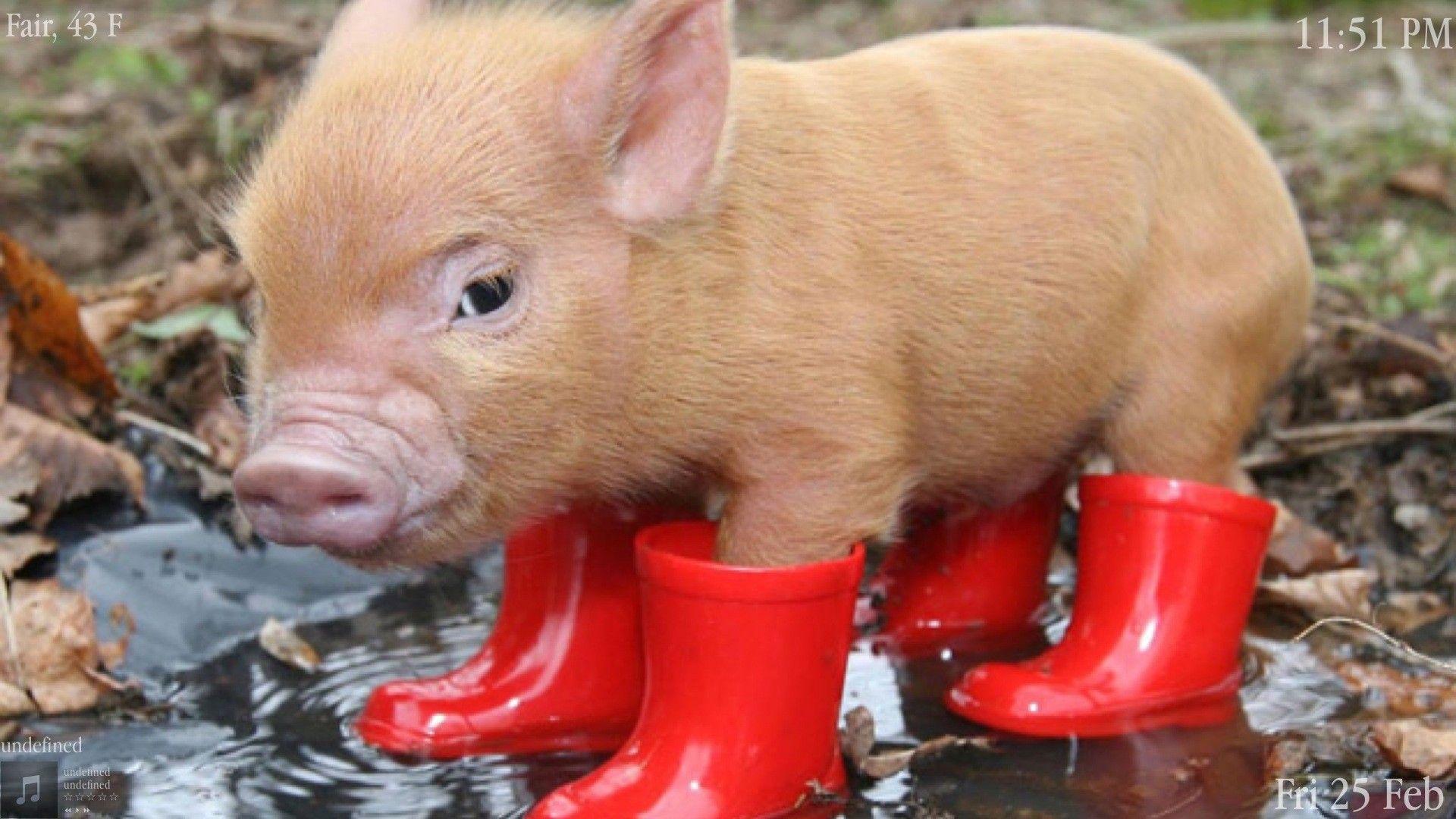 1920x1080 Pigs Wallpaper