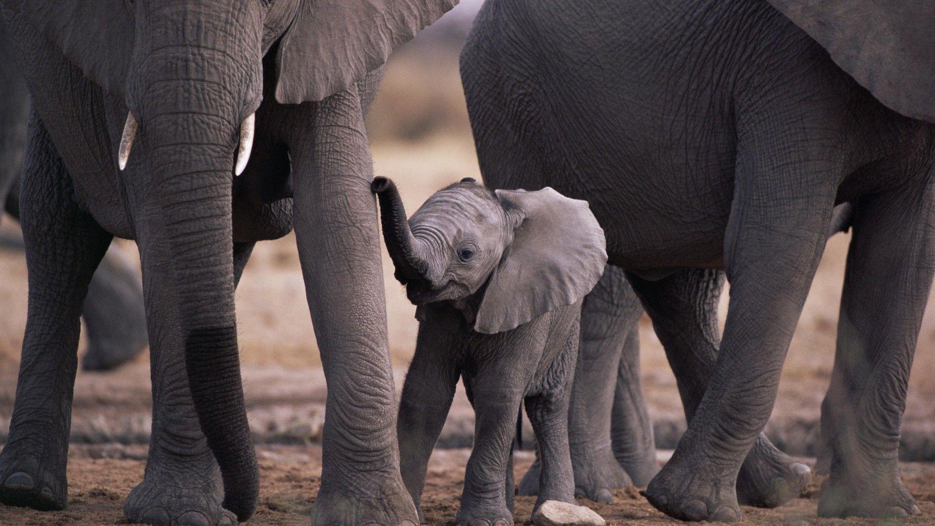 1920x1080 Cute Baby Elephant