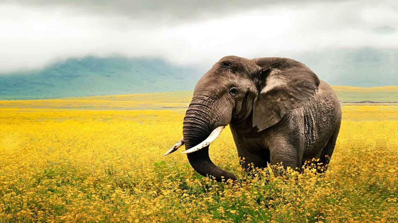 1366x768 FREE Best HD Elephant Wallpaper in PSD