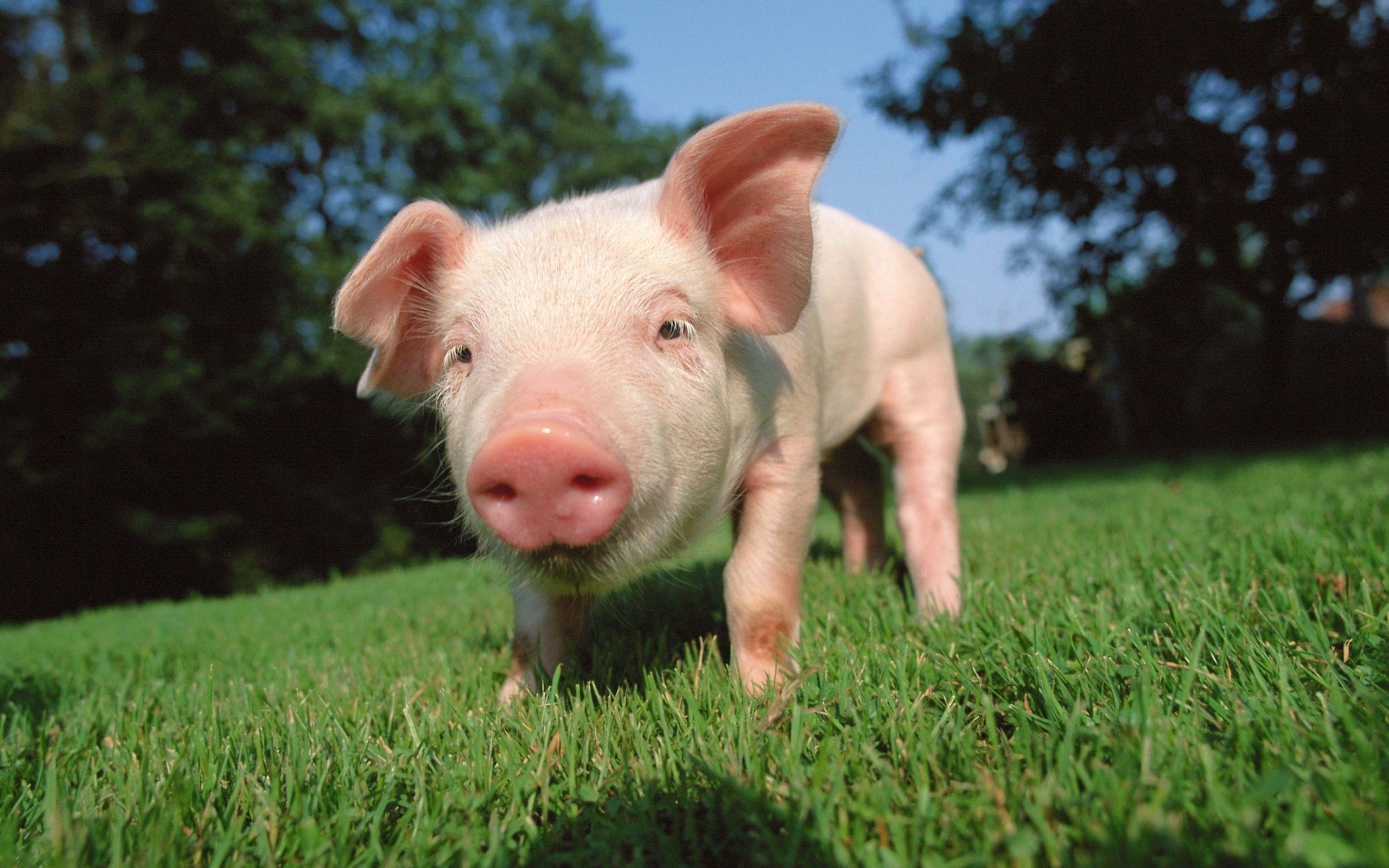 2560x1600 HD Pig Wallpaper