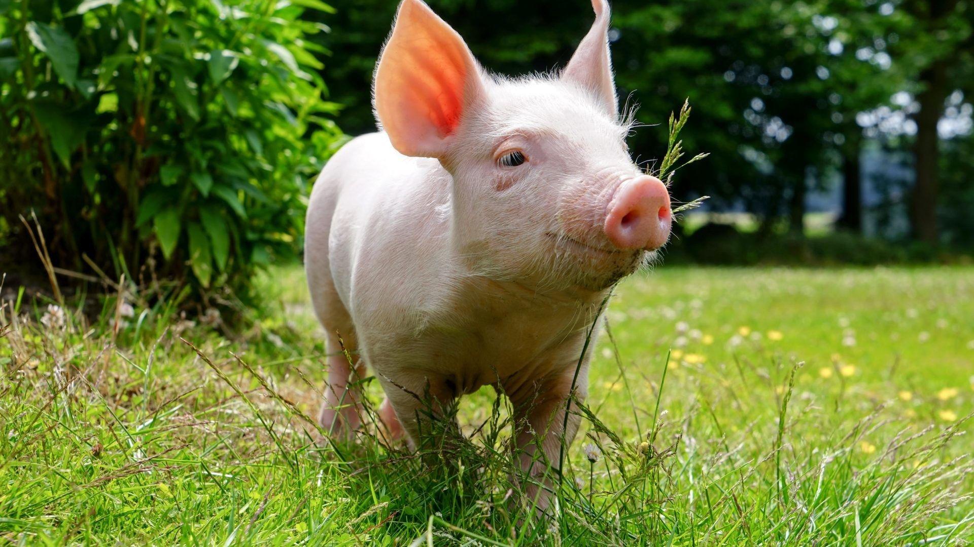1920x1080 Cute Pig Wallpaper Hd, Download Wallpaper