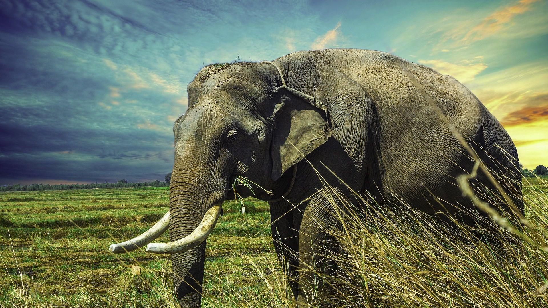 Elephant Hd Wallpapers Top Free Elephant Hd Backgrounds