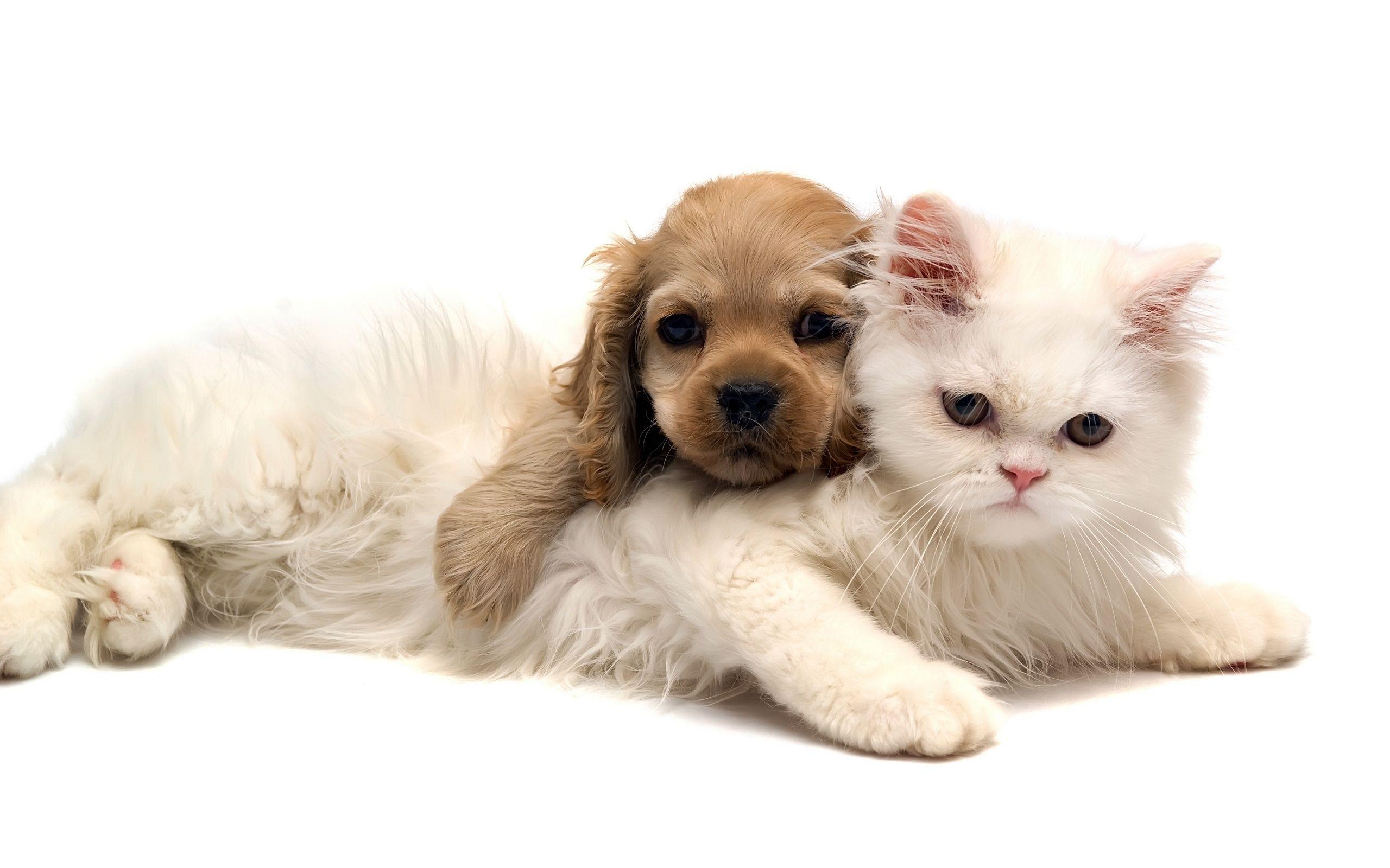 cute baby kittens and puppies together