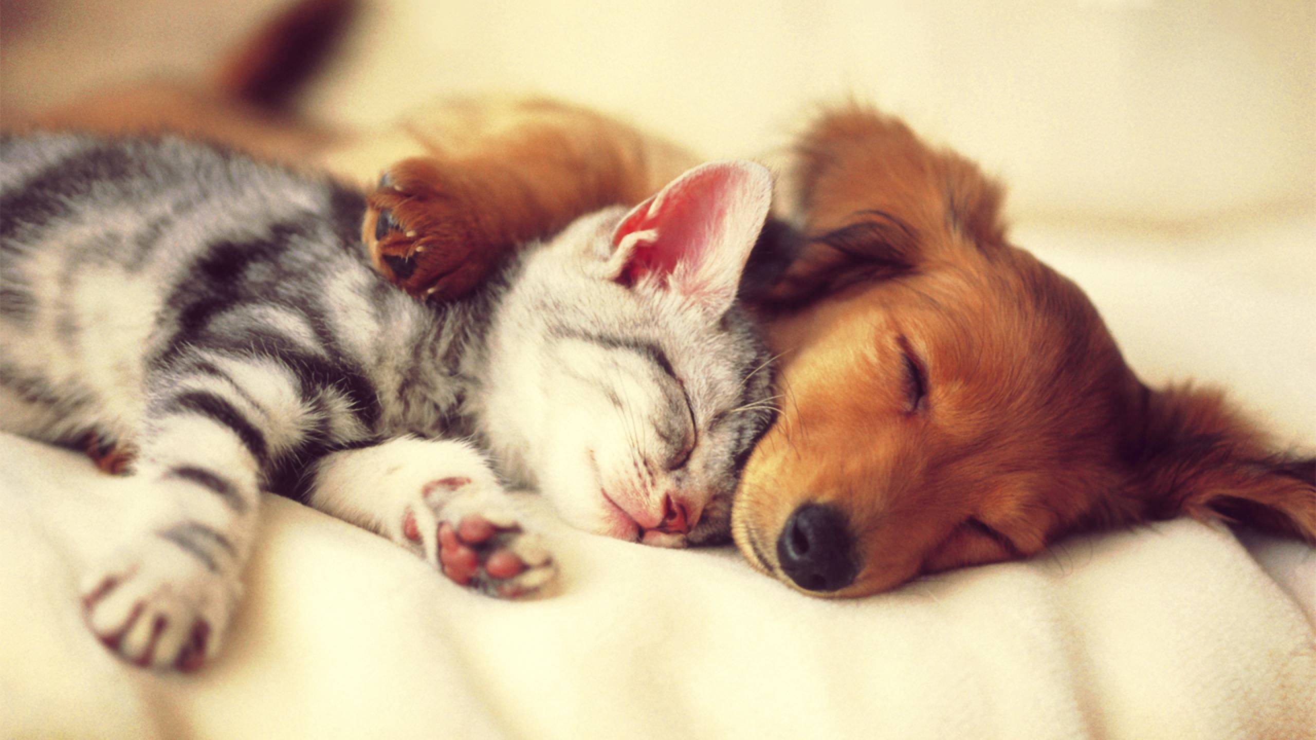 2560x1440 Dogs And Cats Wallpaper