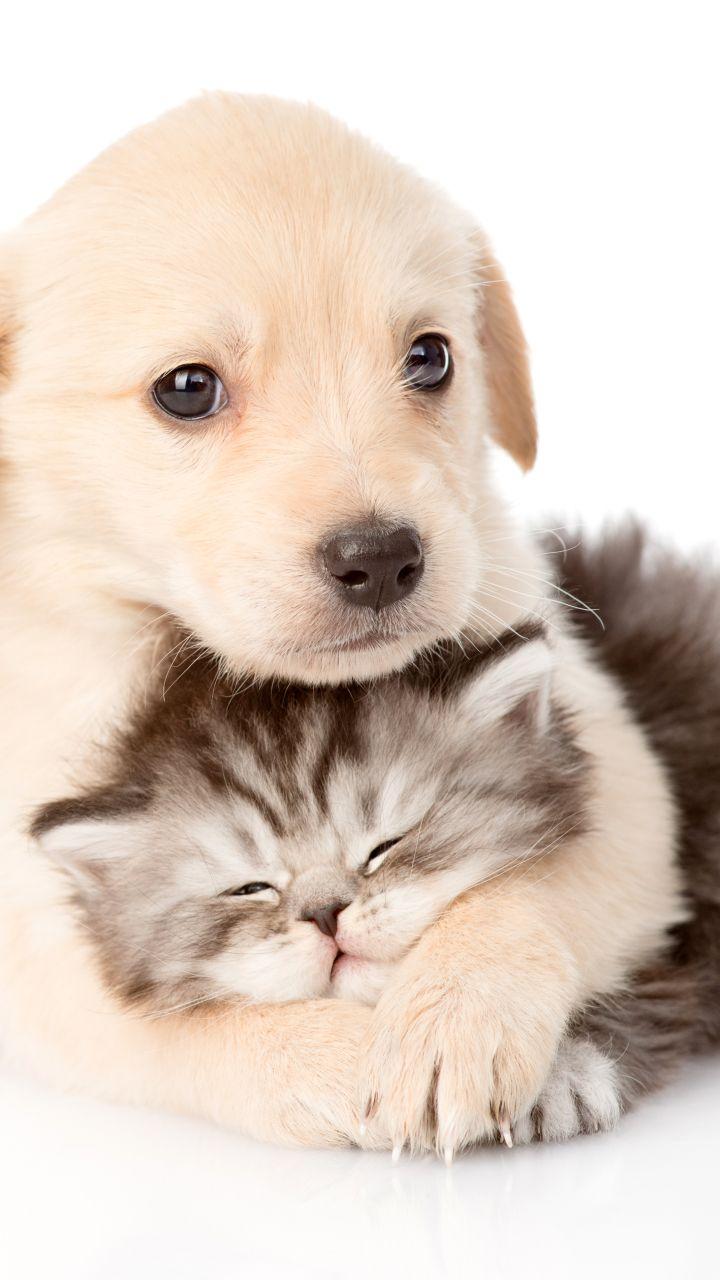 720x1280 Animal Cat & Dog (720x1280) Wallpaper