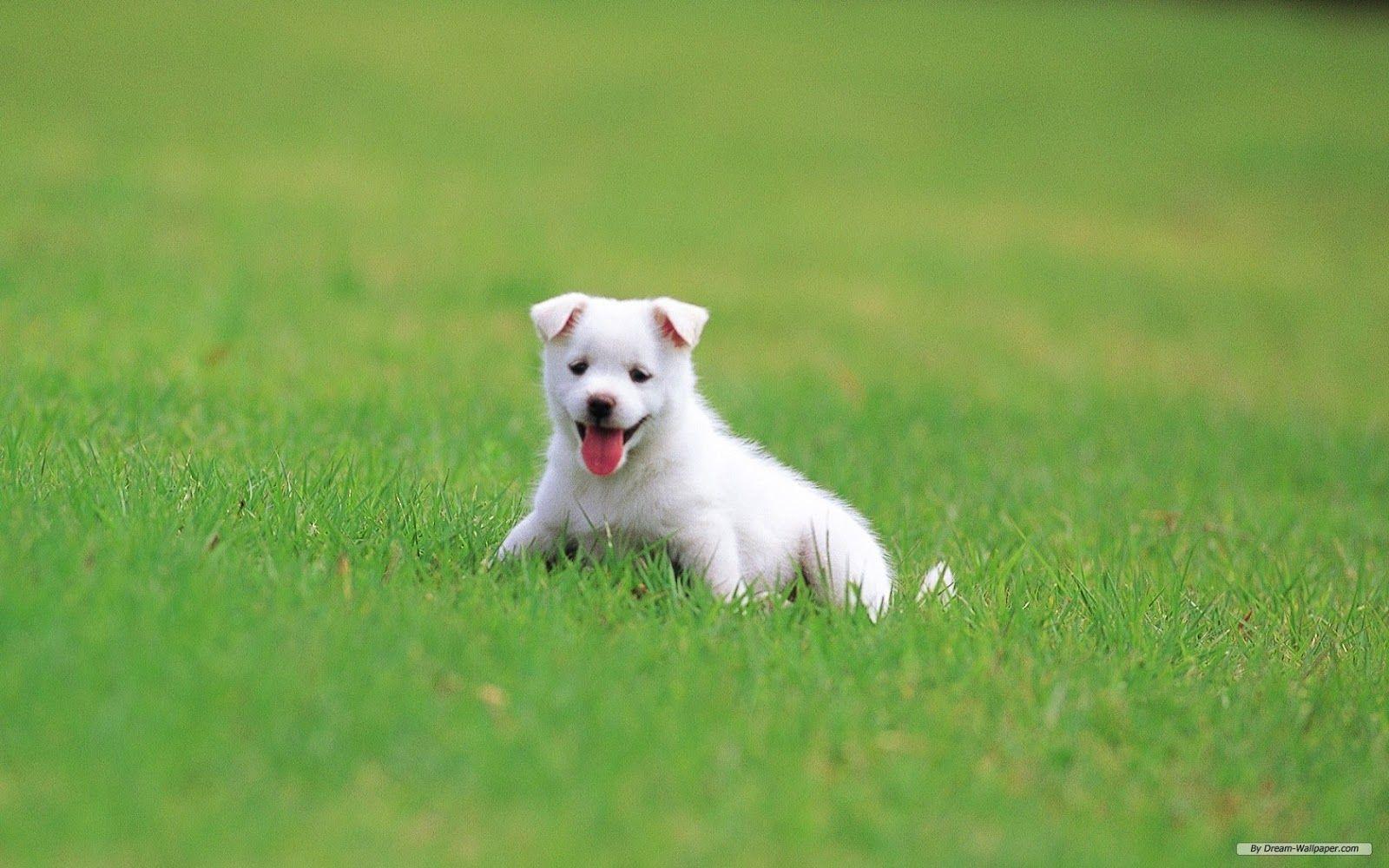 1600x1000 Cute Baby Dog Wallpaper, Picture