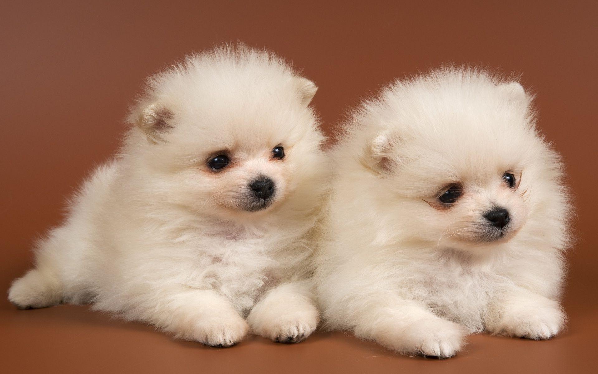 1920x1200 Cute White Baby Dogs Wallpaper & Background Download