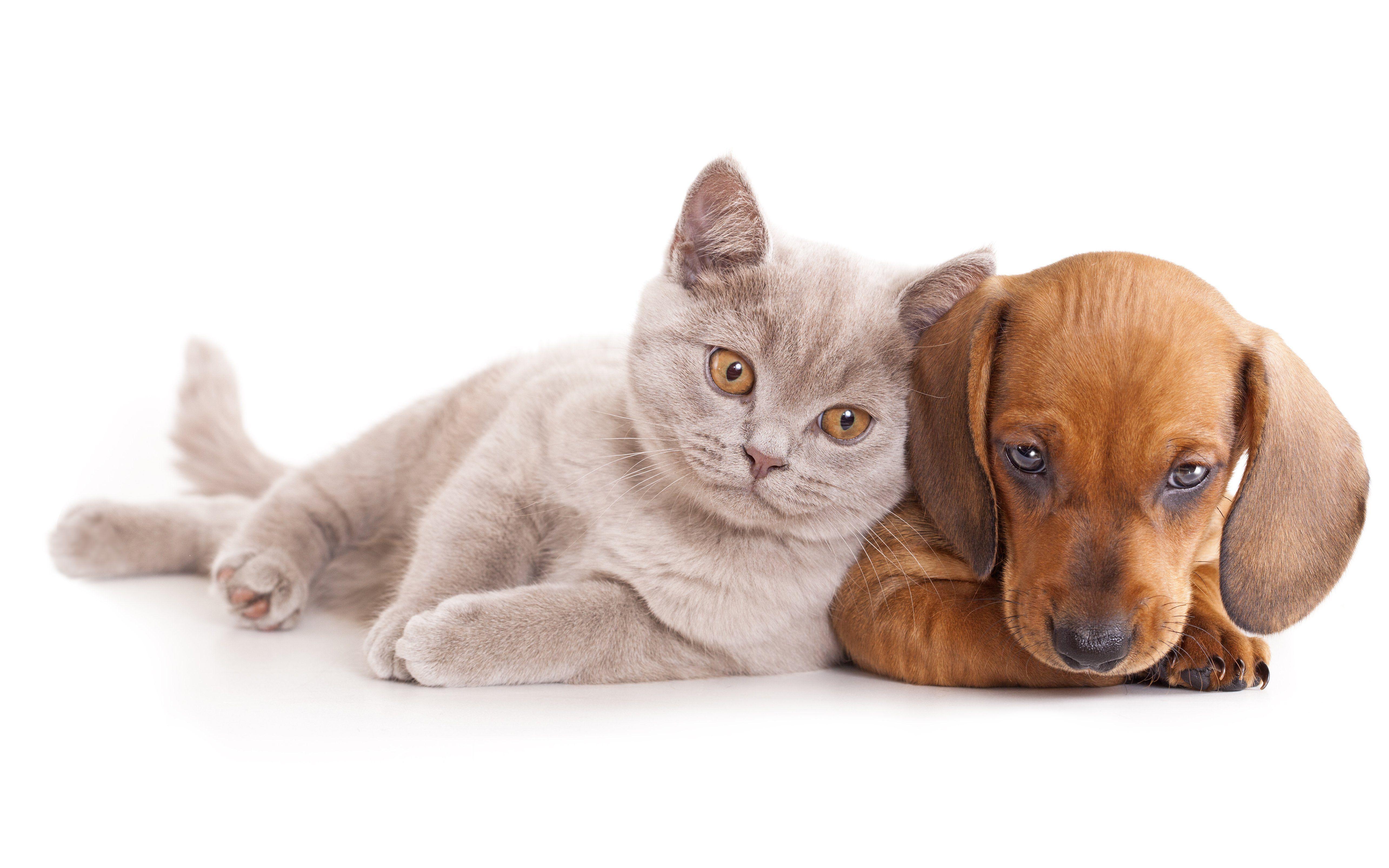 5139x3213 Free download Cats Dogs Dachshund Animals baby cat dog kitten