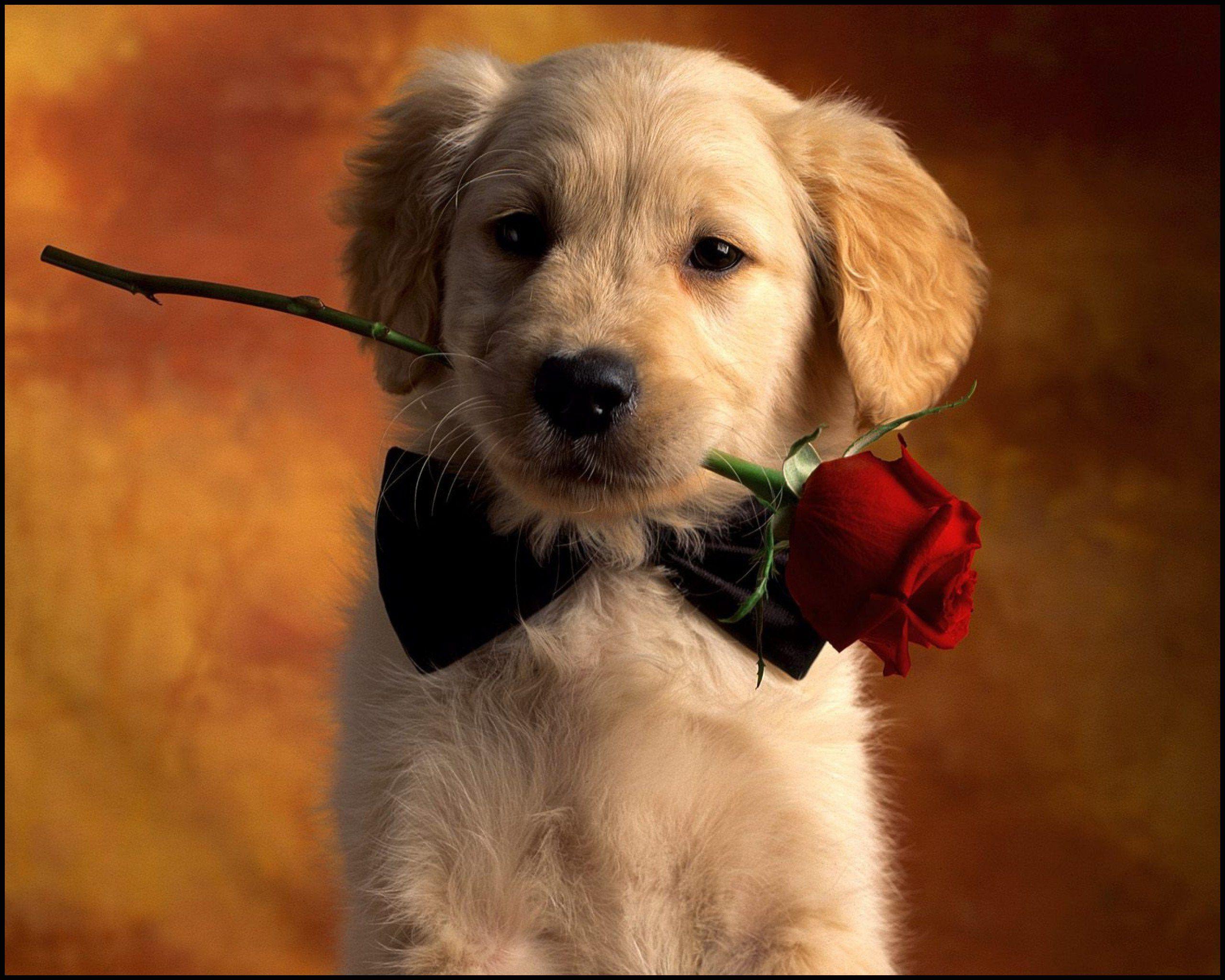 2560x2048 Cute Dogs Wallpaper HD Rose Day Dog, HD Wallpaper