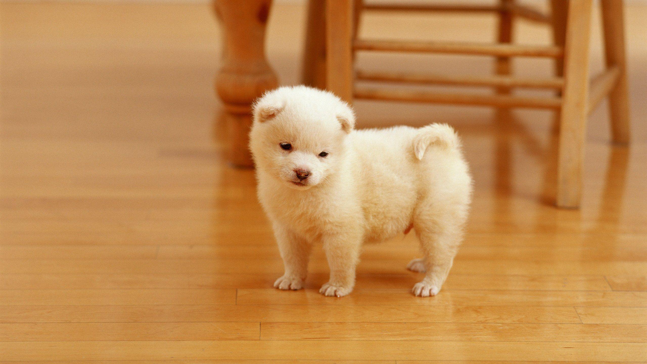 2560x1440 samoyed, Dog, Dogs, Canine, Baby, Puppy Wallpaper HD / Desktop and Mobile Background