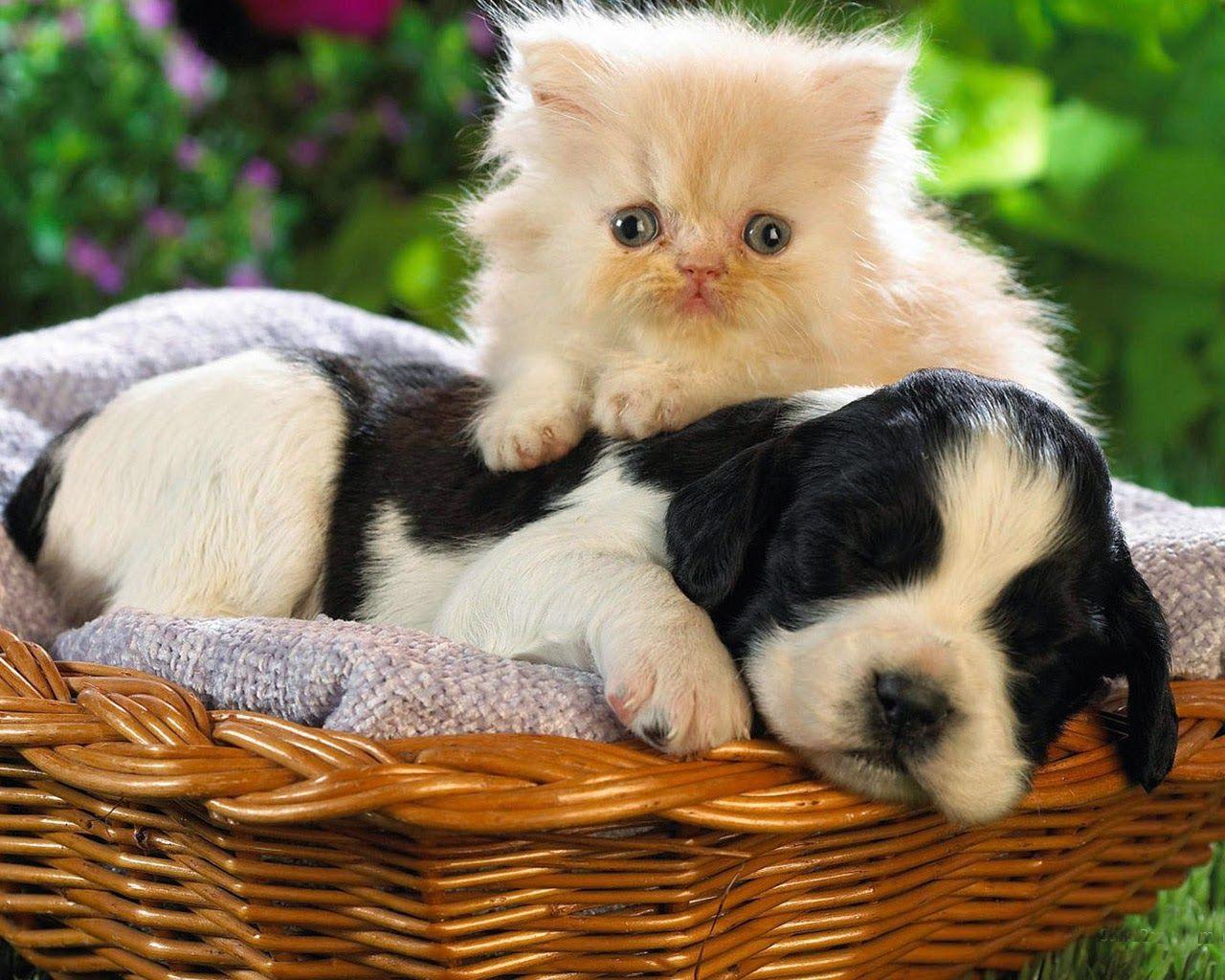 1280x1024 Download Free Cute Cat and Dog Wallpaper