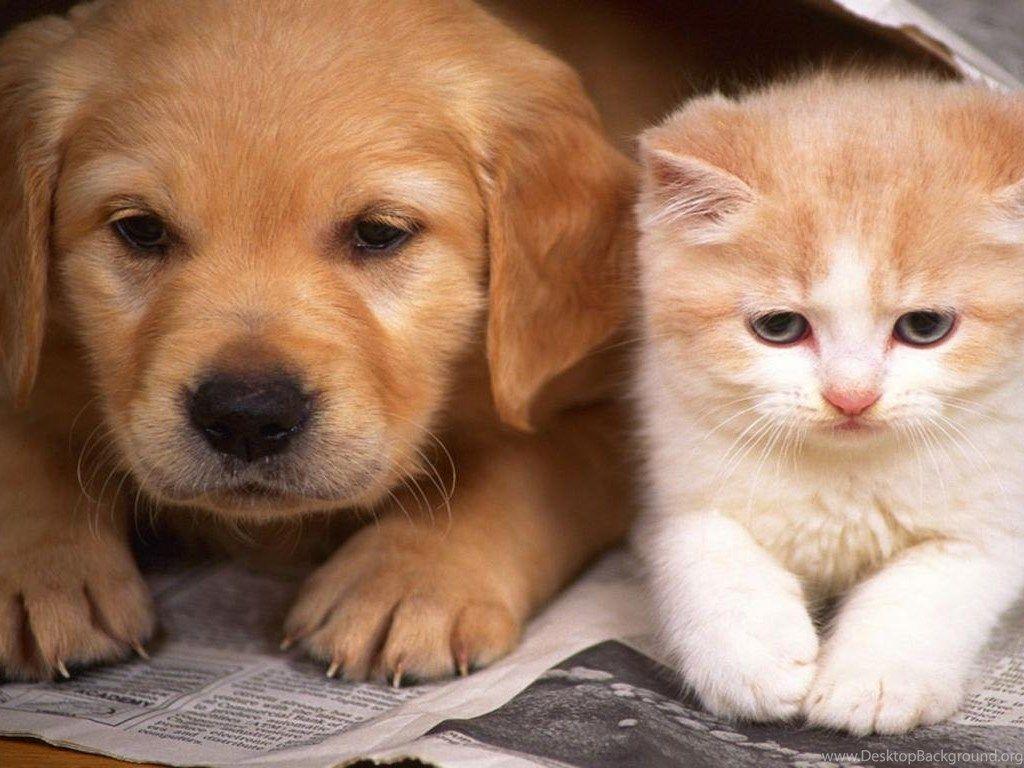 Baby Cats and Dogs Wallpapers - Top Free Baby Cats and Dogs Backgrounds ...