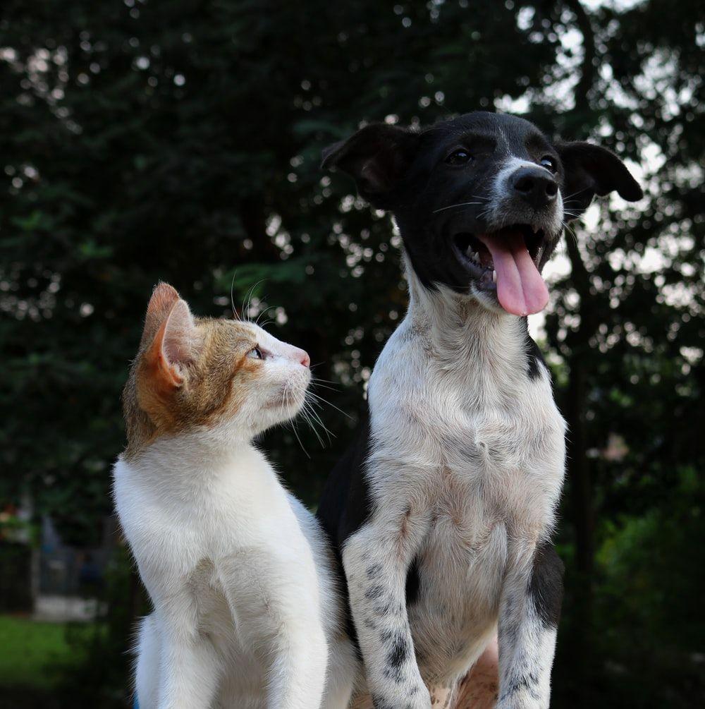 1000x1005 Cat Image: Download HD Picture & Photo