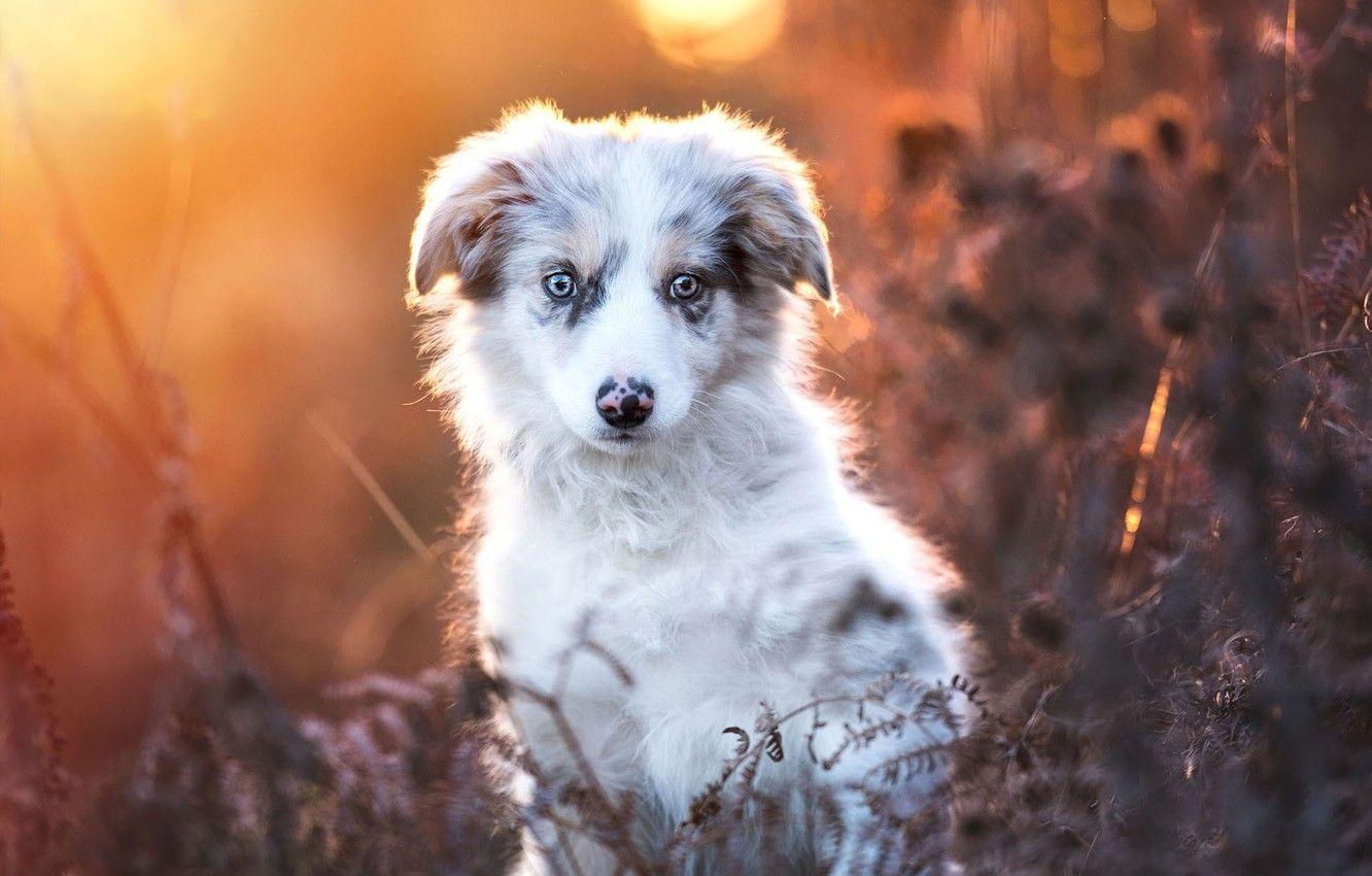 1332x850 Wallpaper autumn, look, leaves, light, nature, portrait, dog