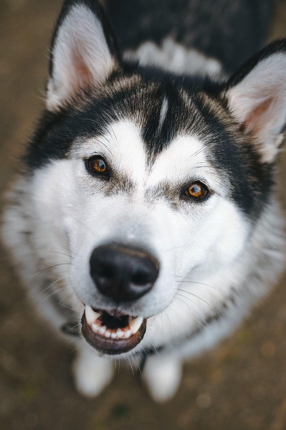 1000x1500 Dog Image: Download HD Picture & Photo