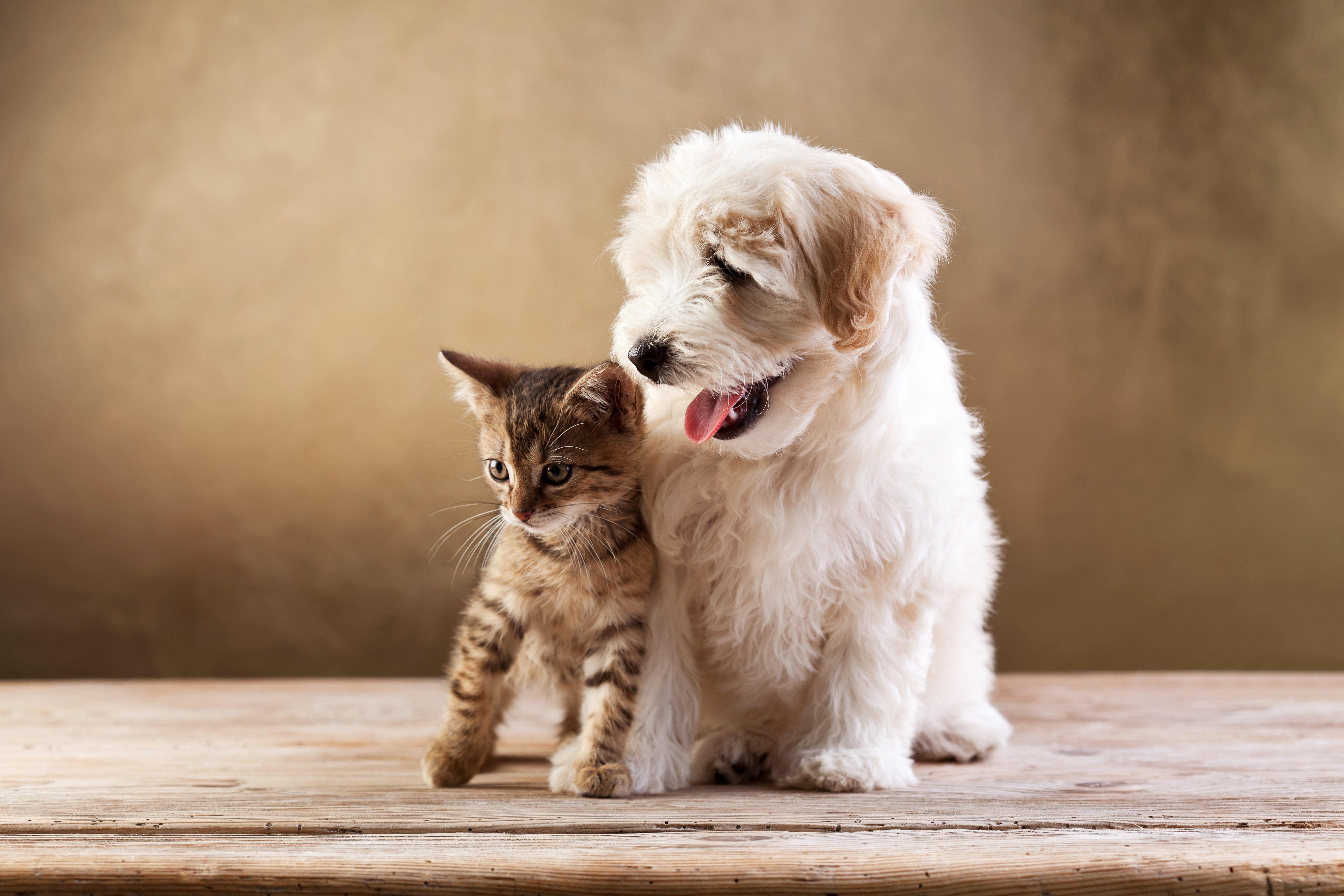 5616x3744 dogs, Cats, Two, Kitten, Bolognese, Animals, Baby, Puppy