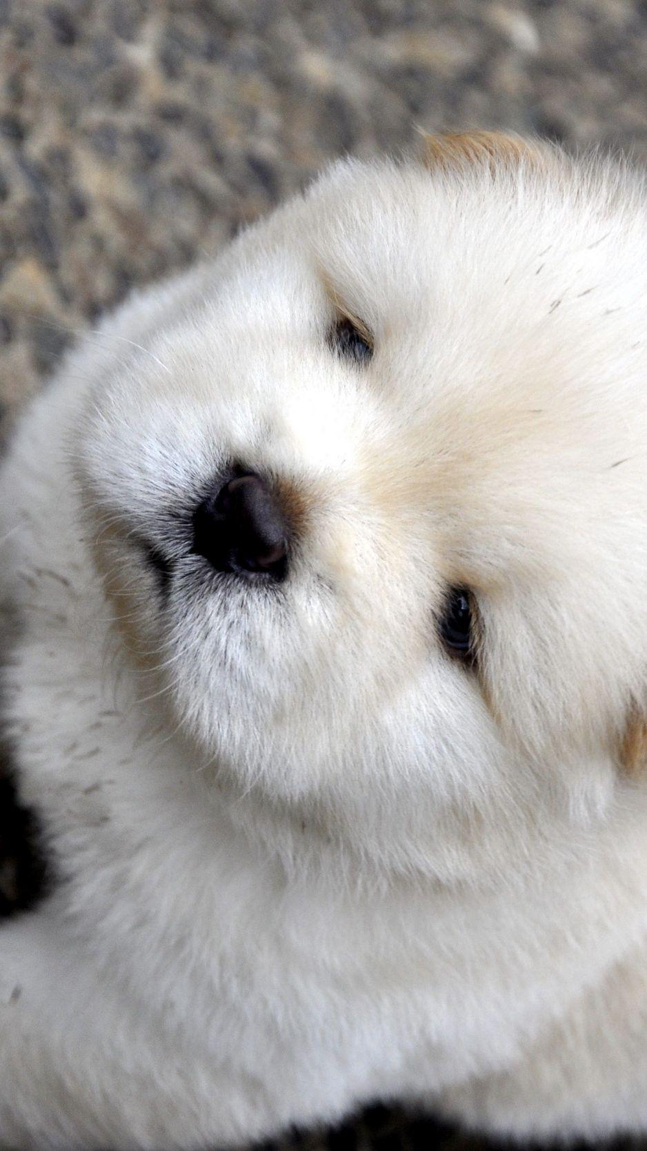 938x1668 Wallpaper Chow Chow, Puppy, Baby, Light Chow Puppies