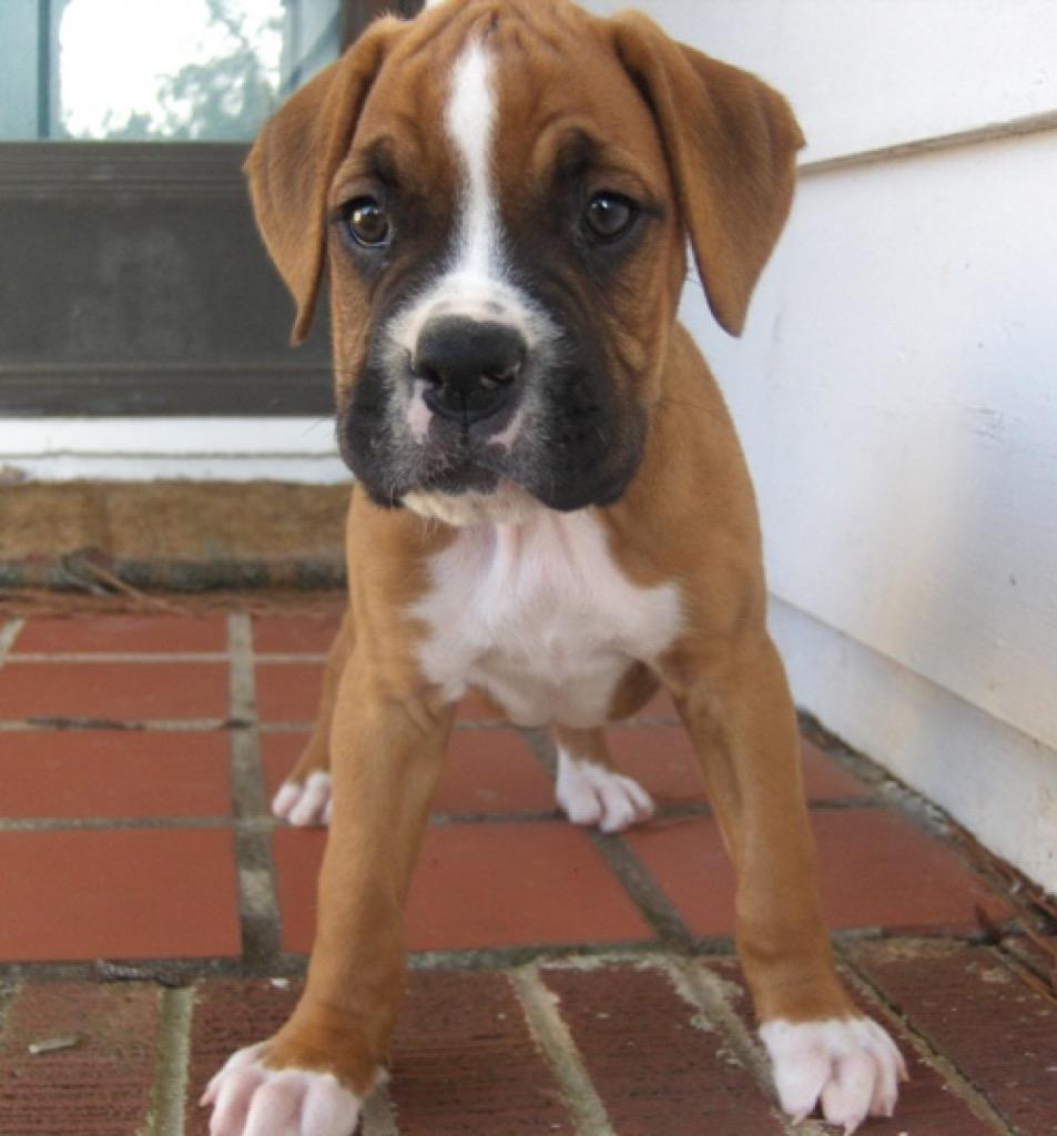 953x1024 Baby Boxer Puppy Wallpaper for Android