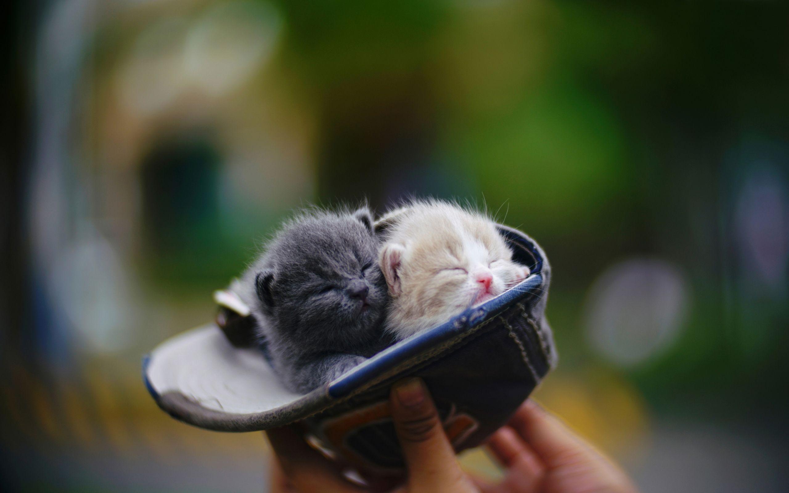 2560x1600 Wallpaper of Baby, Animal, Cat, Pet, Puppy background & HD image