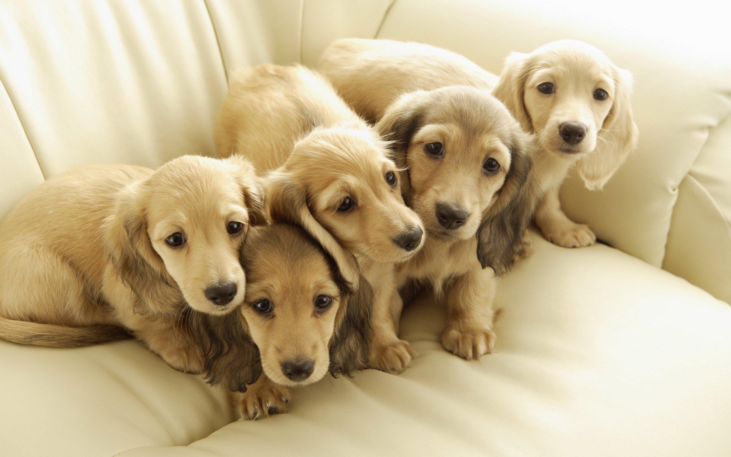 2560x1600 HD Puppies Puppy Baby Dog Dogs HD 1080p Wallpaper. Download Free