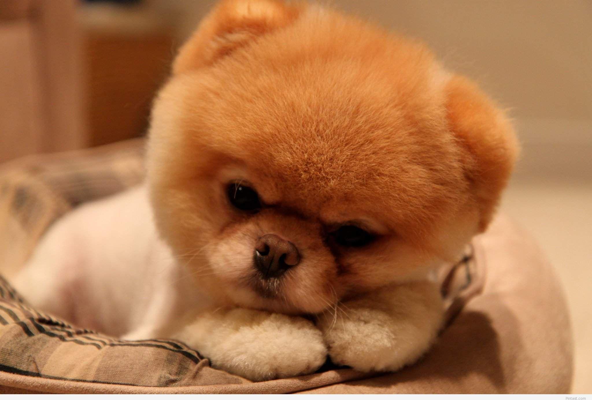 2048x1385 Free download Cute baby dog HD wallpaper Pintast [2048x1385] for your Desktop, Mobile & Tablet. Explore Baby Puppy Wallpaper. Cute Puppy Wallpaper For Desktop, Free Puppy Wallpaper For Computer, Puppy Wallpaper