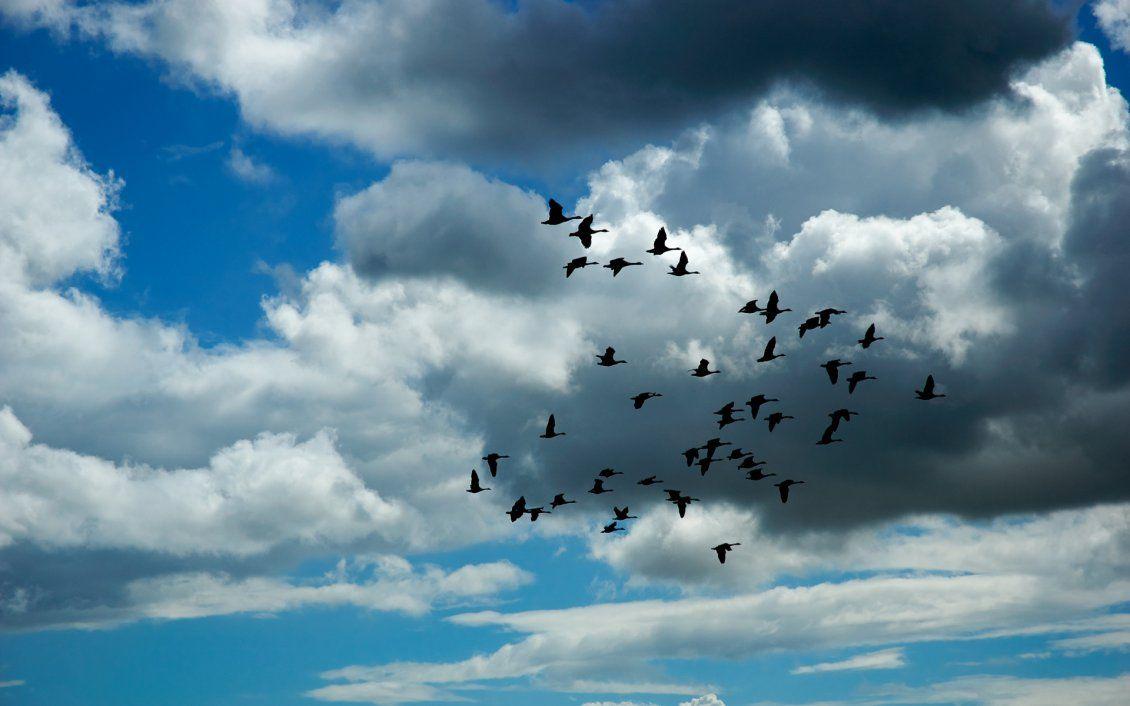 Birds Flying Sky Wallpapers - Top Free Birds Flying Sky Backgrounds