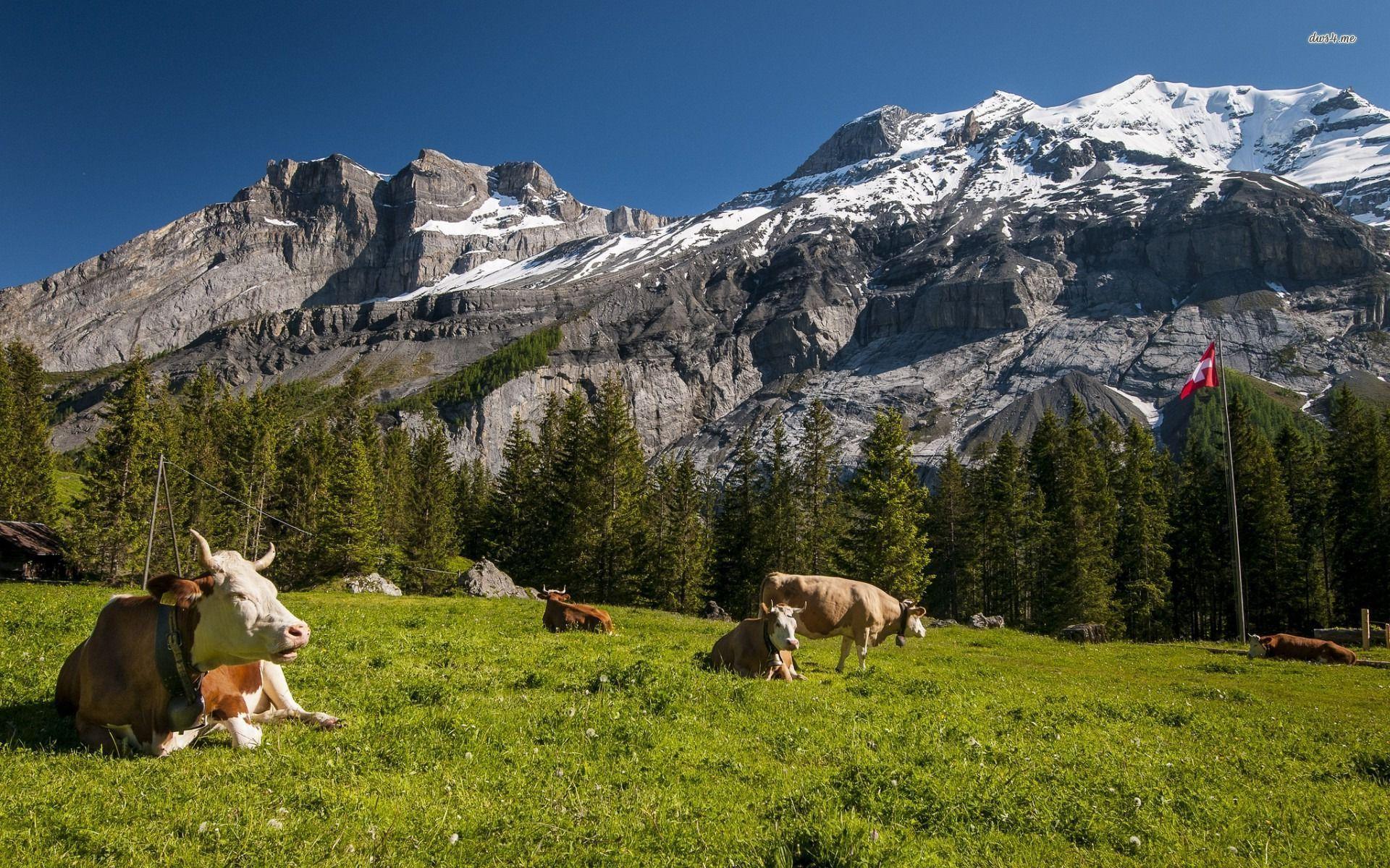 1920x1200 Cows In A Swiss Meadow Wallpaper, HD Wallpaper