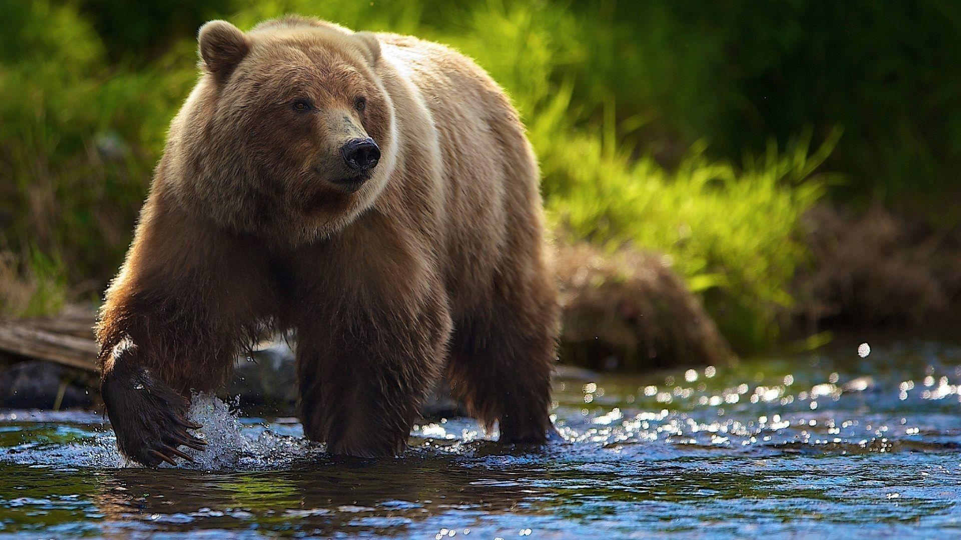 Grizzly Bear Wallpapers - Top Free Grizzly Bear Backgrounds ...