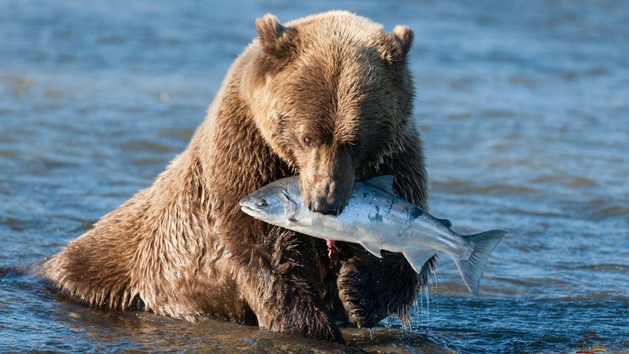 1244x700 Bear Grizzly Bear Fish wallpaperx1080
