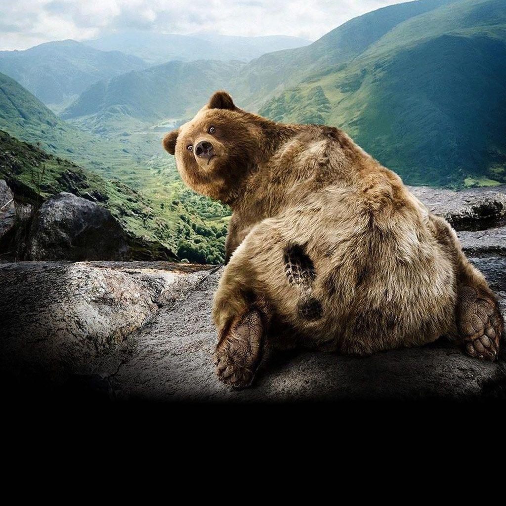 1024x1024 Free download Grizzly Bear Background [1024x1024]