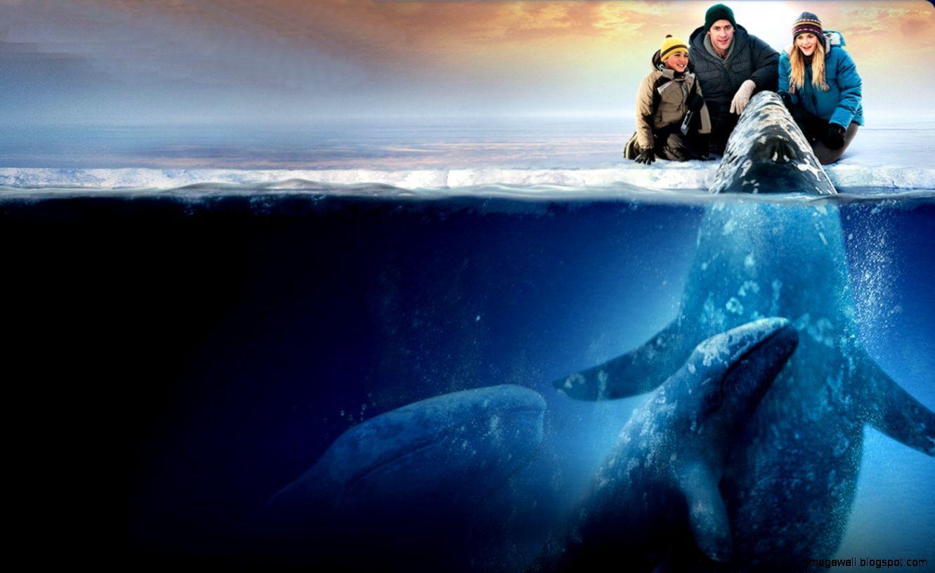 1331x816 Big Miracle Wallpaper