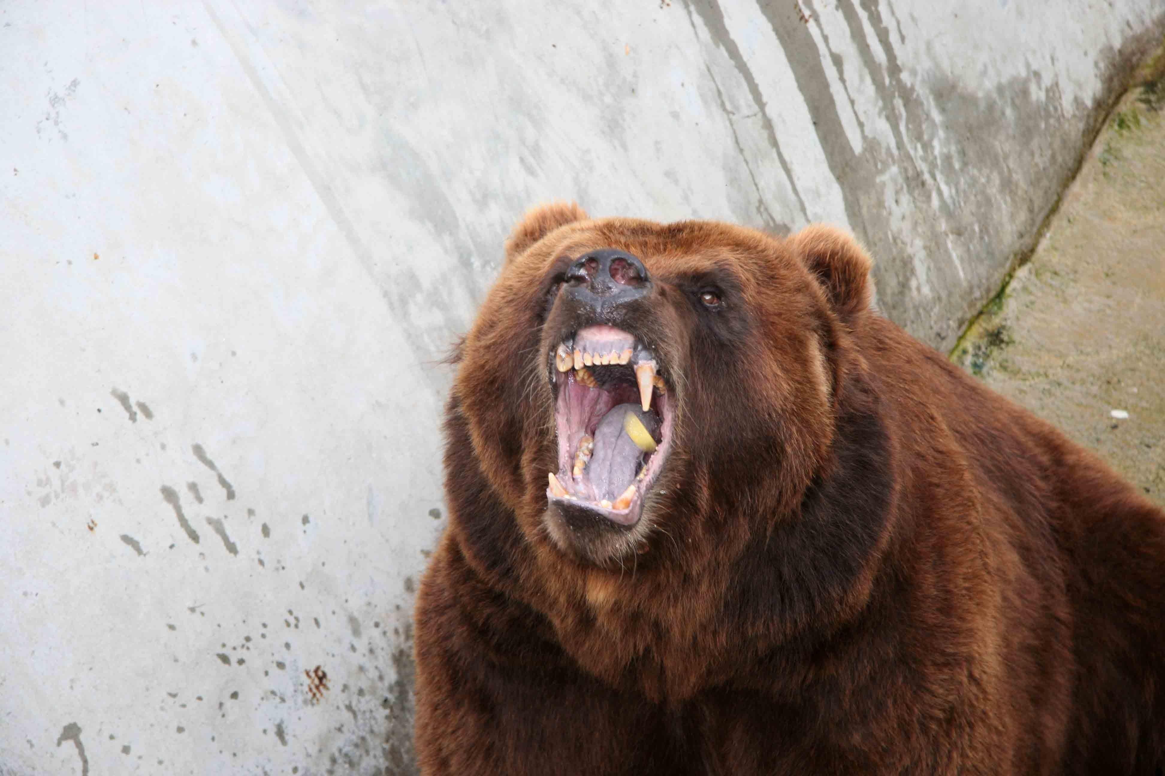 Scary bear