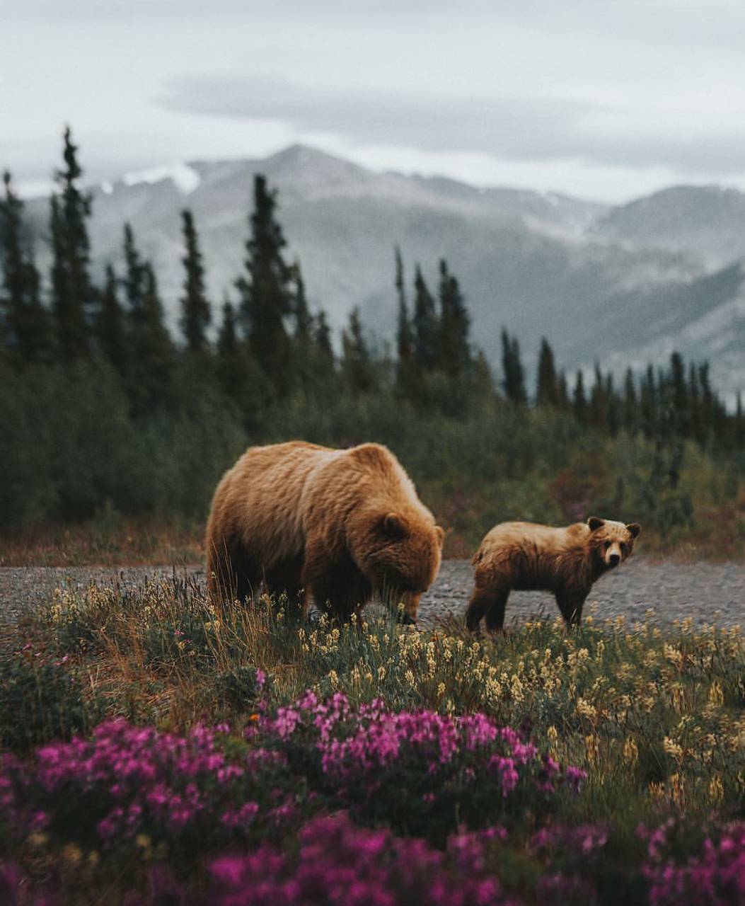 1053x1280 Grizzly Bears wallpaper