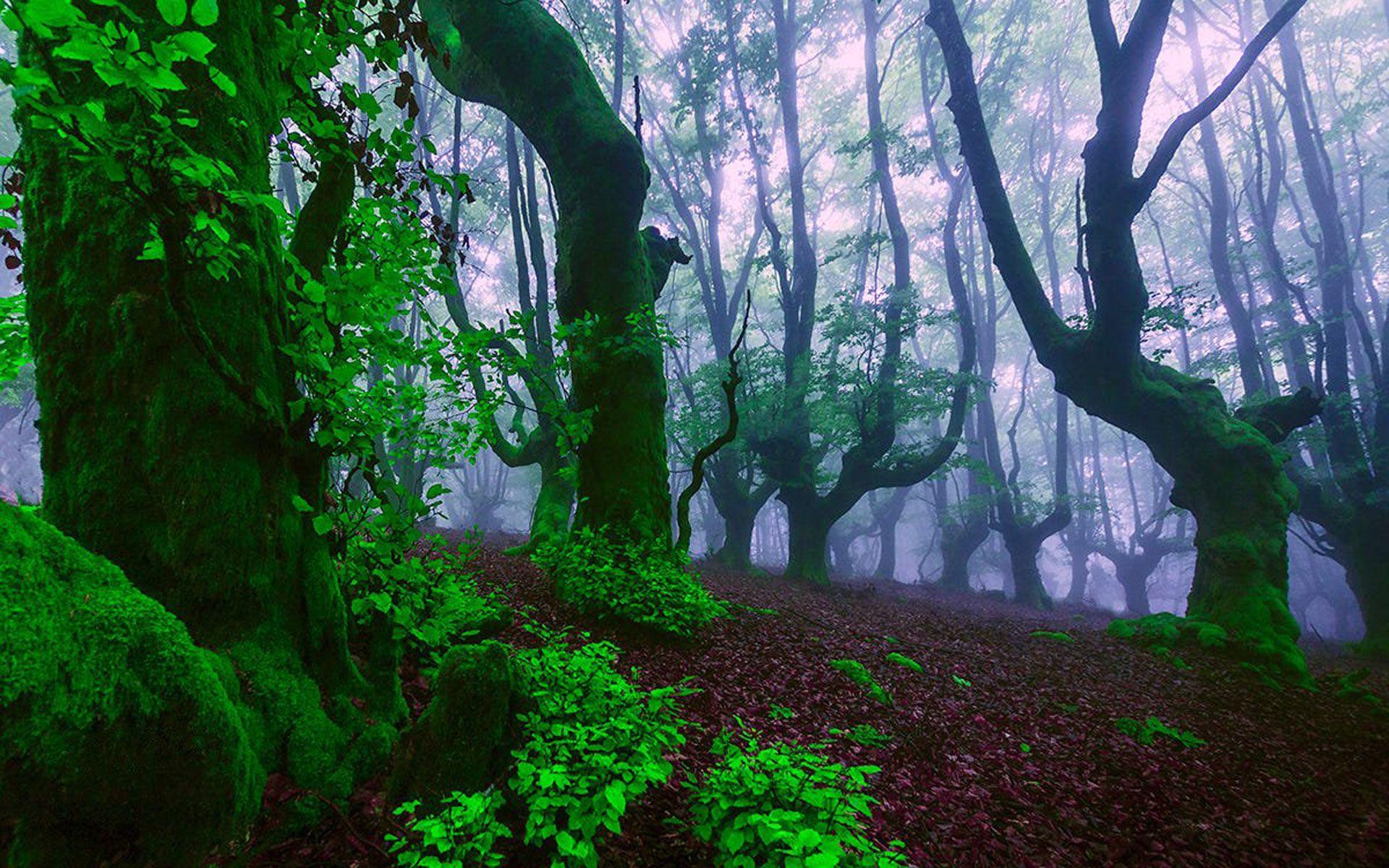 1920x1200 Old Growth Forest Trees Green Leaves Green Moss Moisture Mist