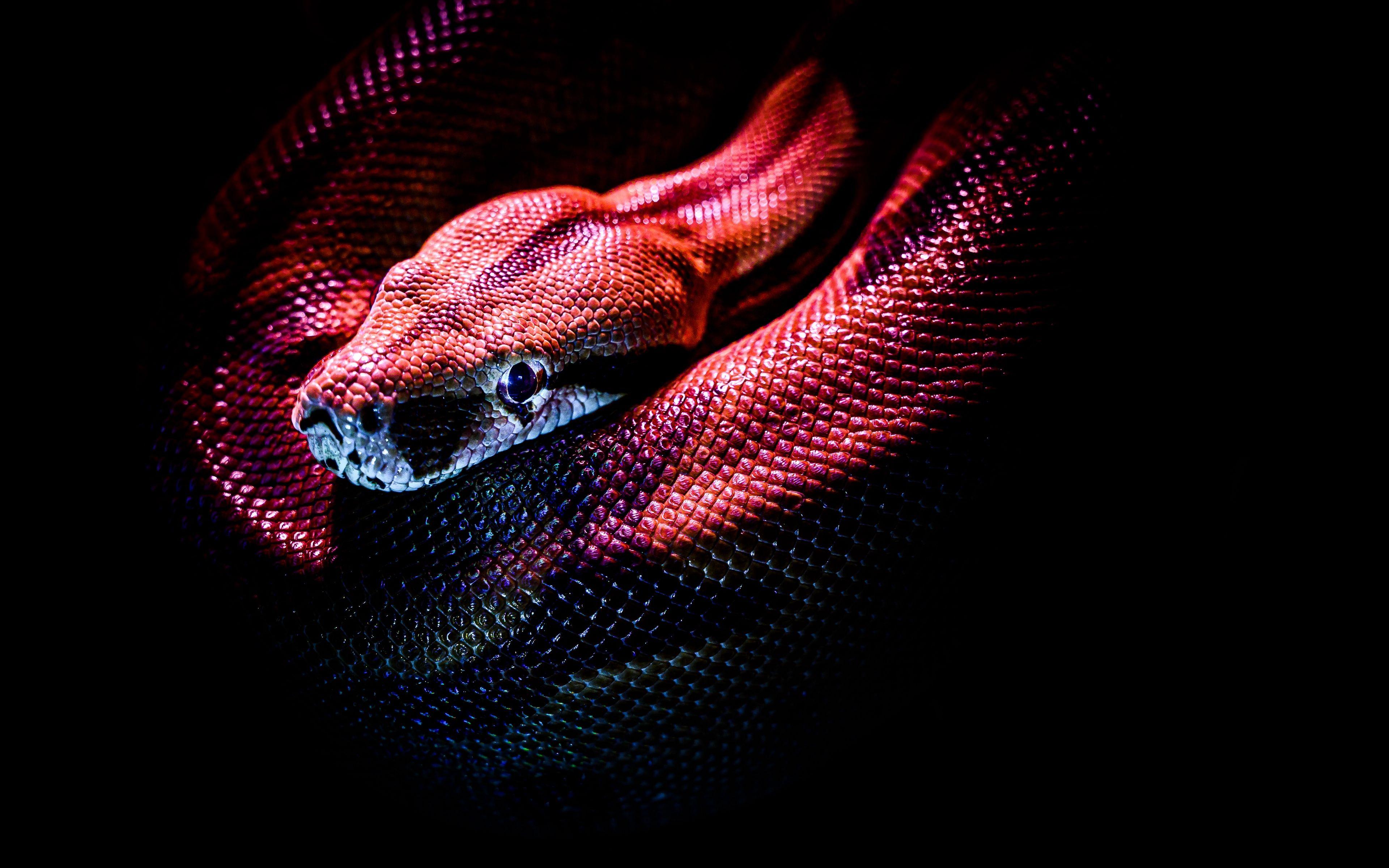 4K Snake Wallpapers Top Free 4K Snake Backgrounds WallpaperAccess