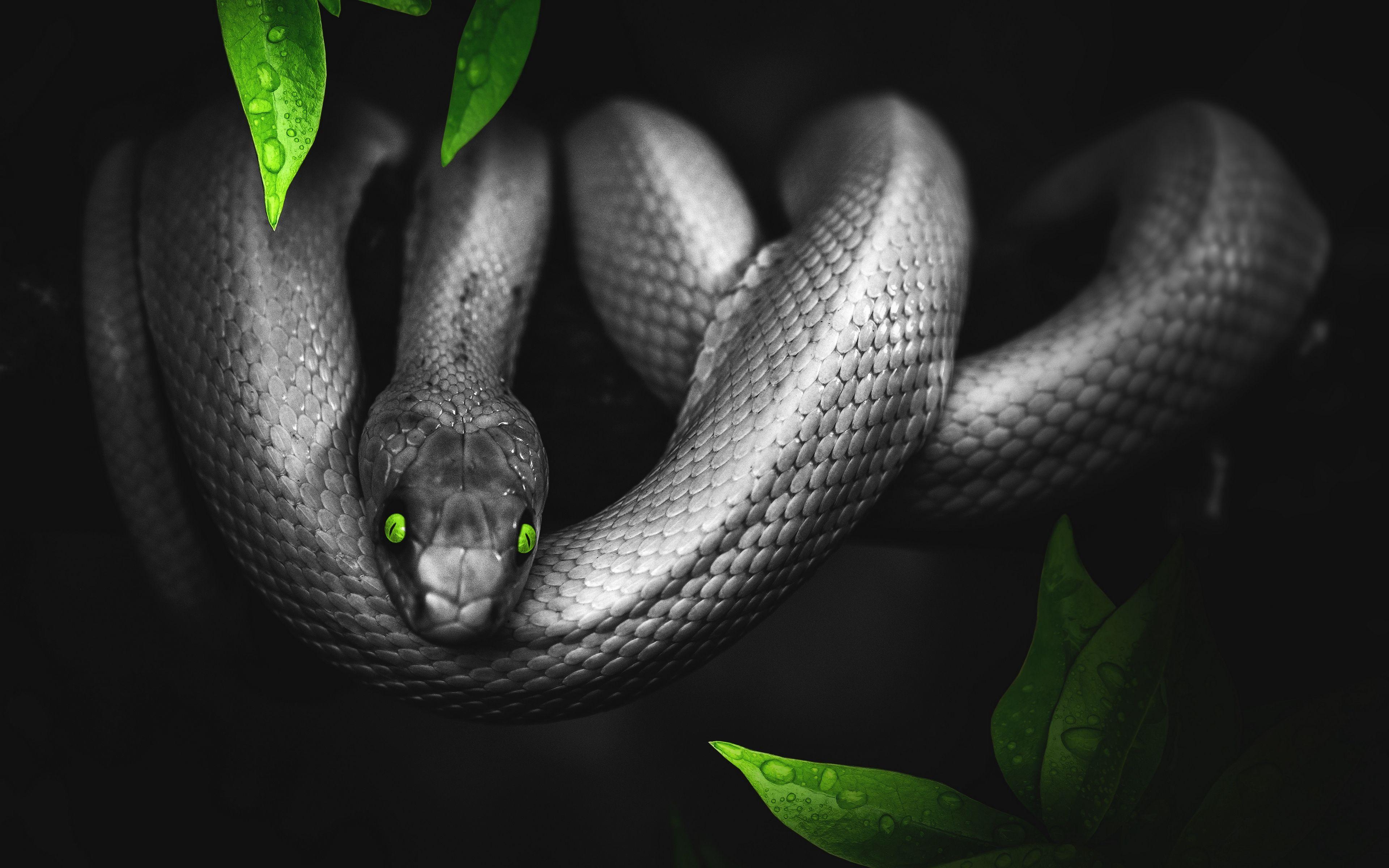 4K Snake Wallpapers - Top Free 4K Snake Backgrounds - WallpaperAccess