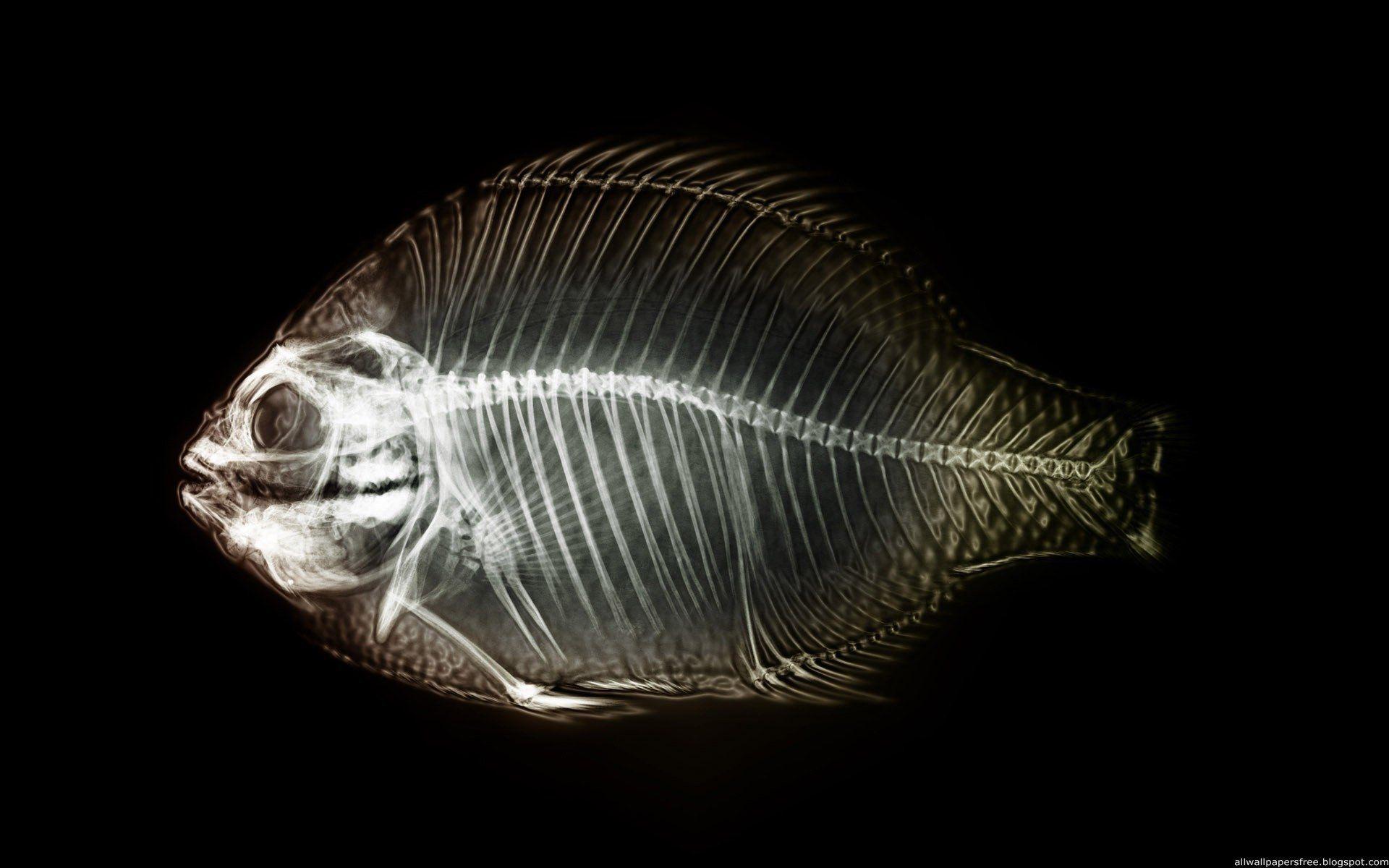 1920x1200 fish xray HD Wallpaper
