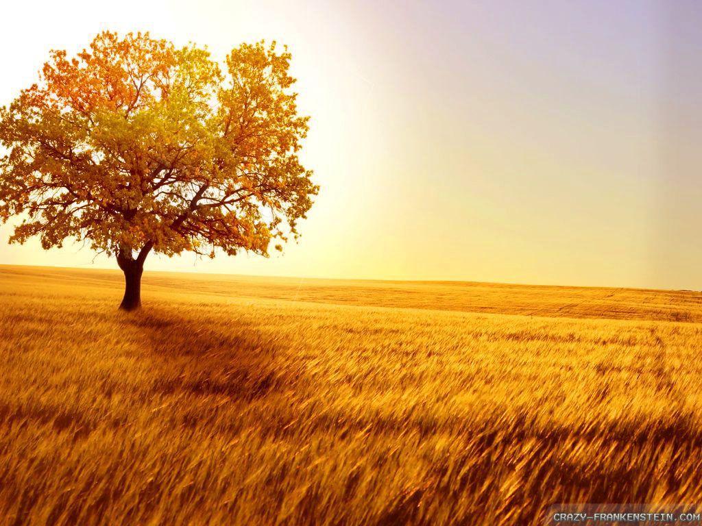 Afternoon Wallpapers - Top Free Afternoon Backgrounds ...