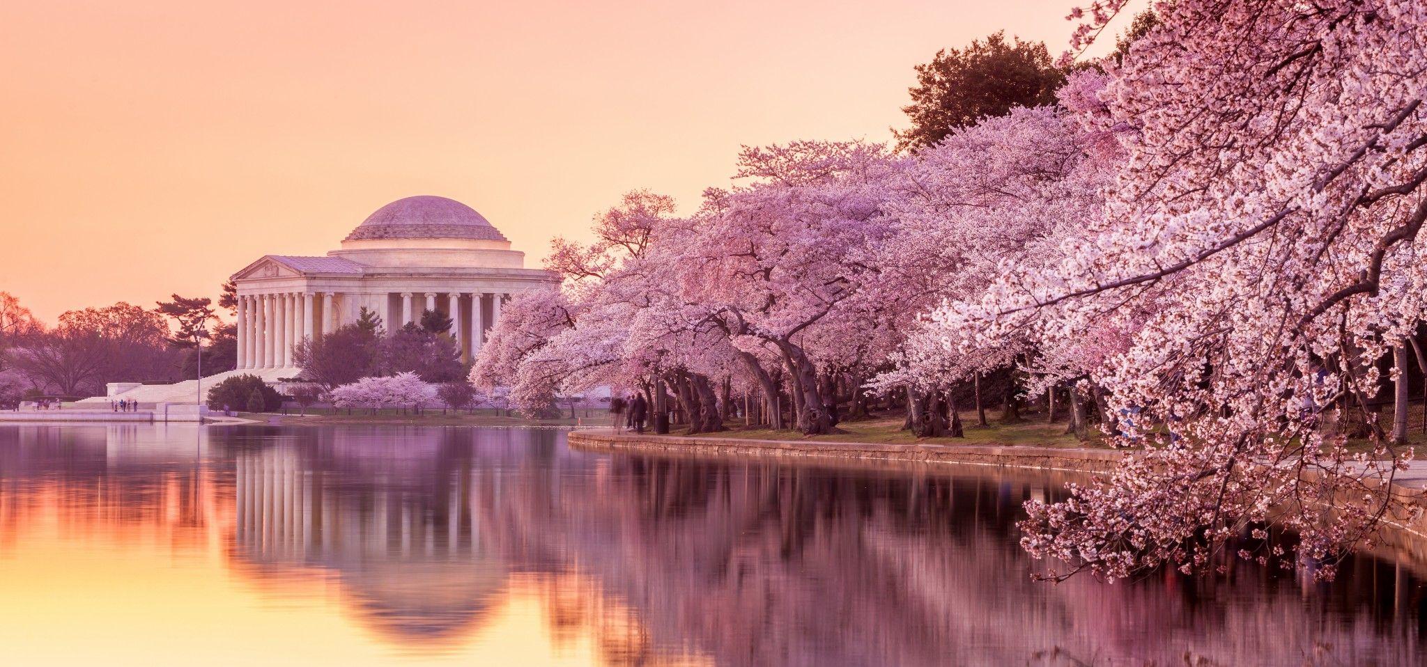 Washington DC Cherry Blossom Wallpapers - Top Free Washington DC Cherry