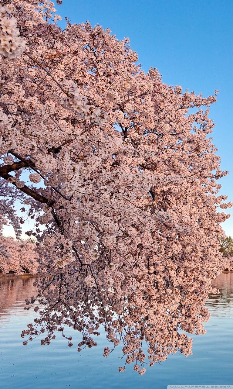 768x1280 Washington DC Cherry Blossom ❤ 4K HD Desktop Wallpaper for 4K Ultra