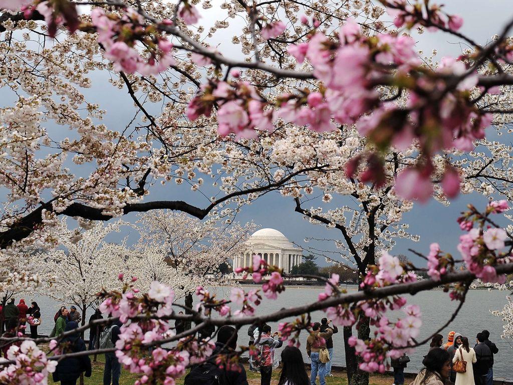 Cherry blossom wallpaper! 🌸⼋📲 - Washington Wizards