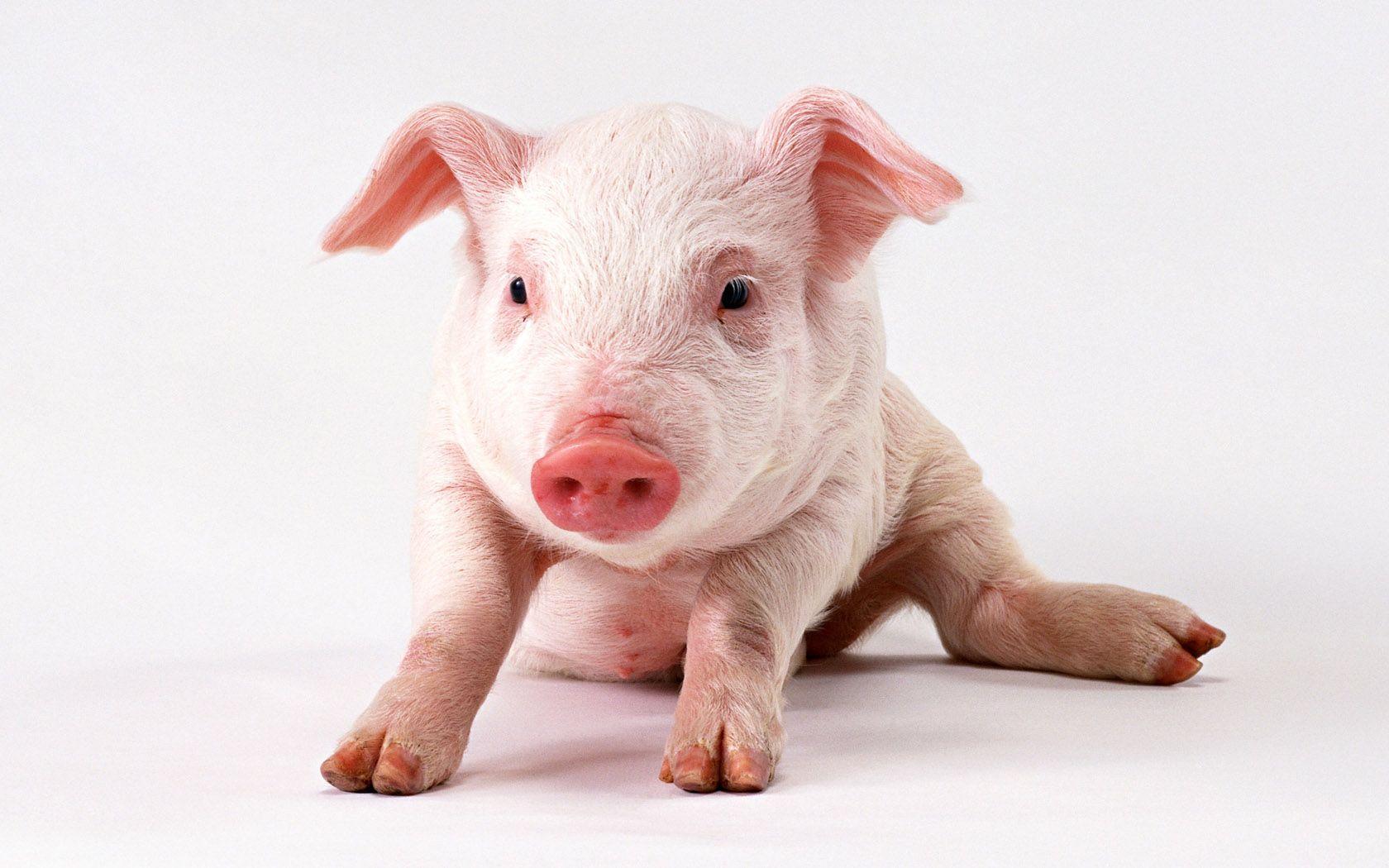 1680x1050 Pig Wallpaper 24428