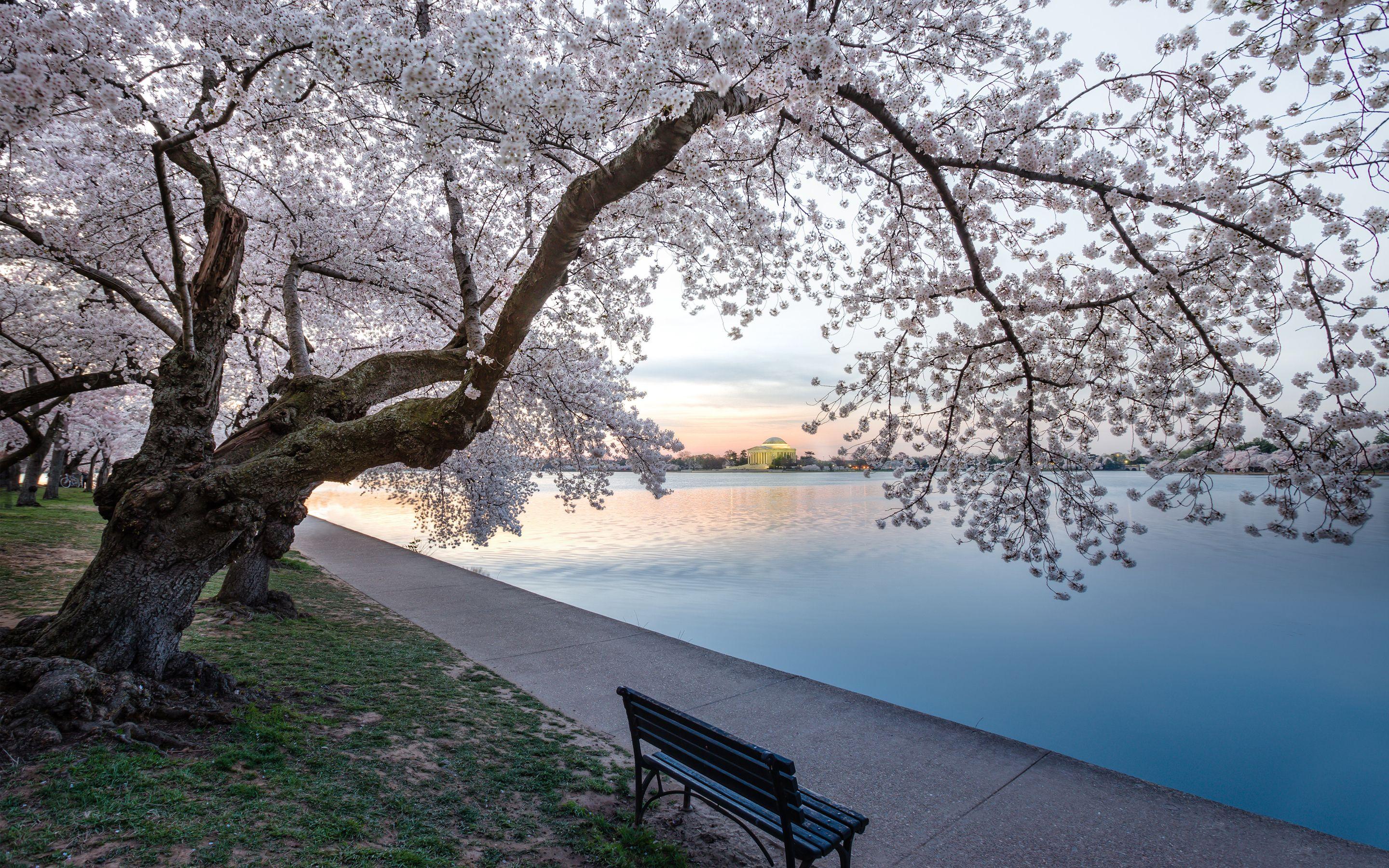 Washington Dc Cherry Blossom Wallpapers Top Free Washington Dc Cherry