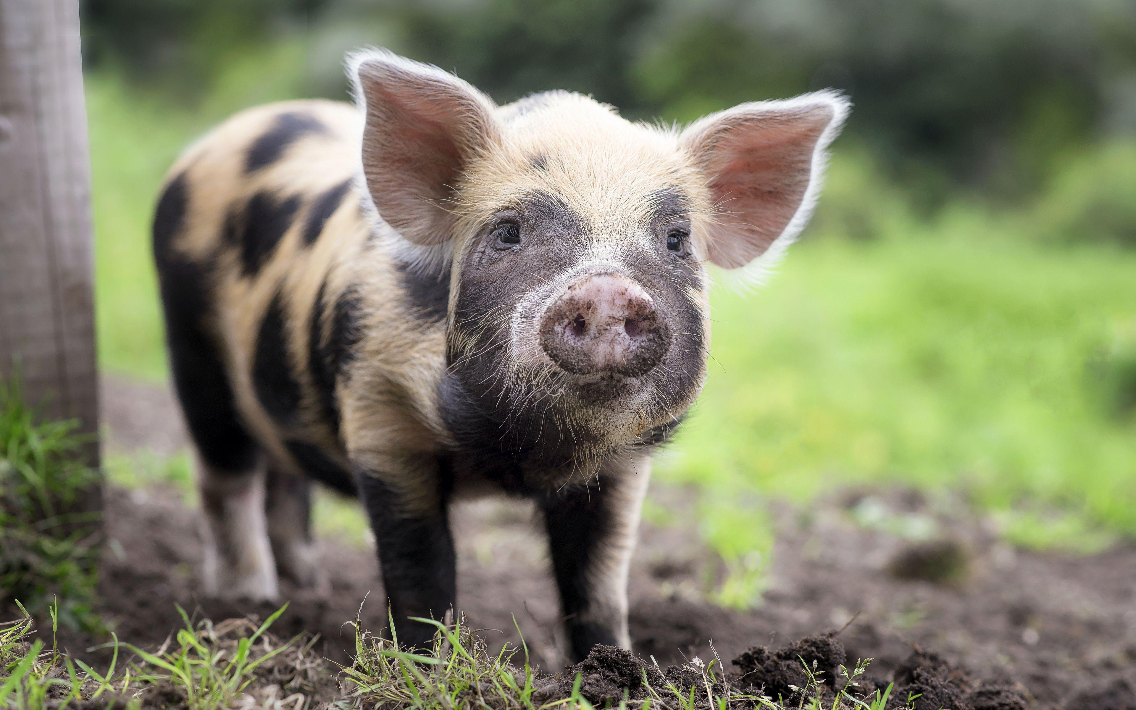 3840x2400 Download wallpaper 4k, piglet, farm, small pig, dalmatian piggy