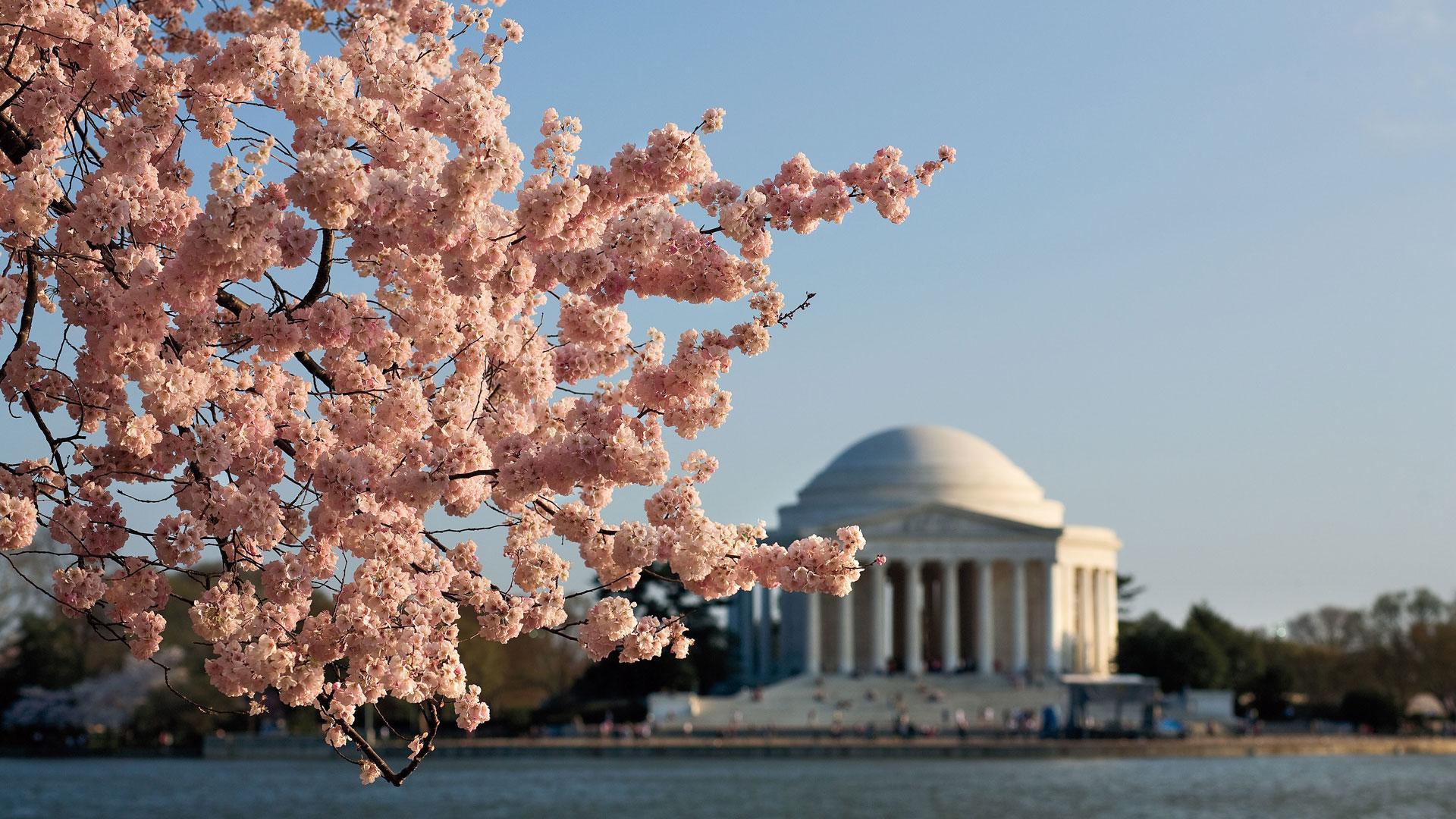 Washington Dc Cherry Blossoms Wallpaper / Washington DC Cherry Blossom