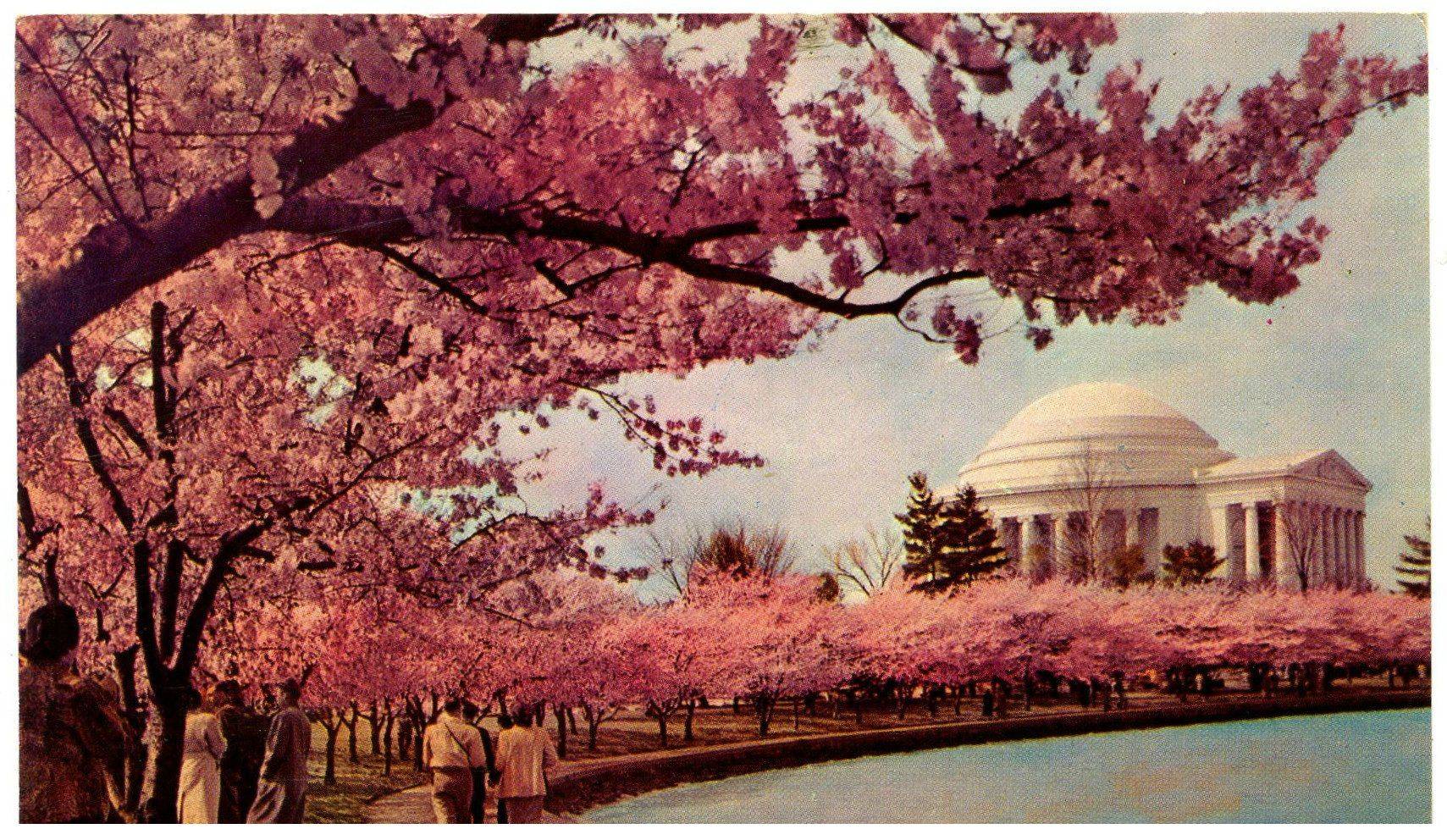 1709x992 Cool grainy shot of cherry blossoms in D.C. [1709x992]