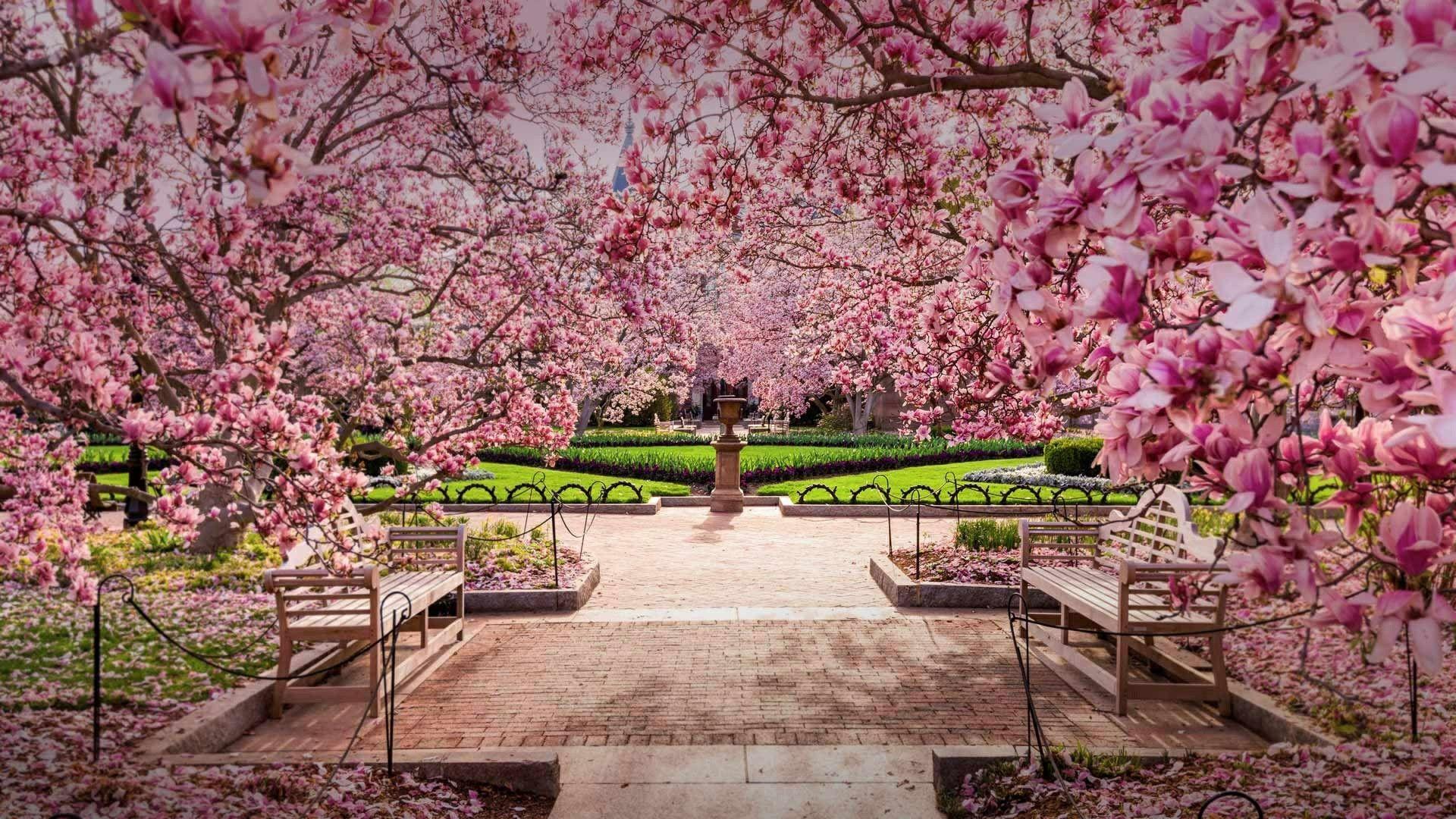 Washington DC Cherry Blossom Wallpapers - Top Free Washington DC Cherry