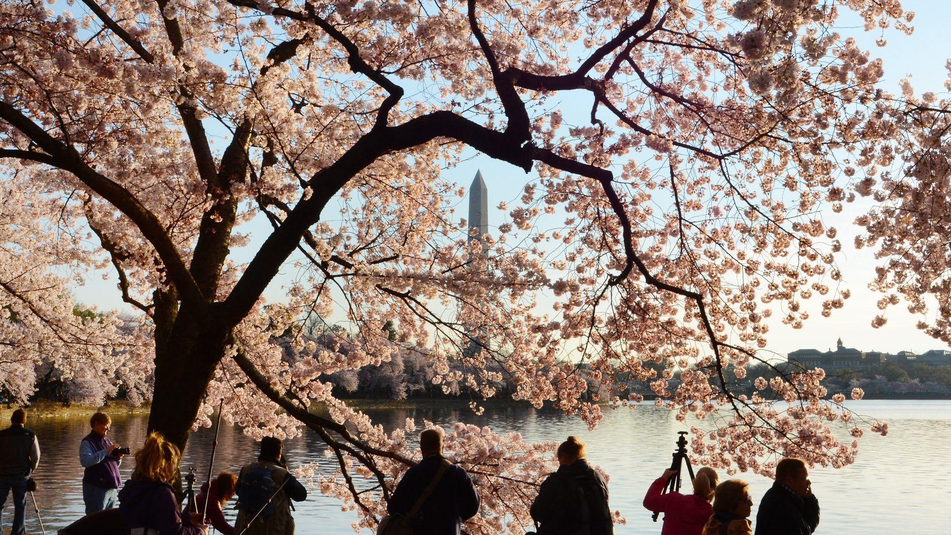 Being blossom. Фудзияма и Сакура фото. Сакура в Париже фото. Cherry Blossom Washington DC акварель.