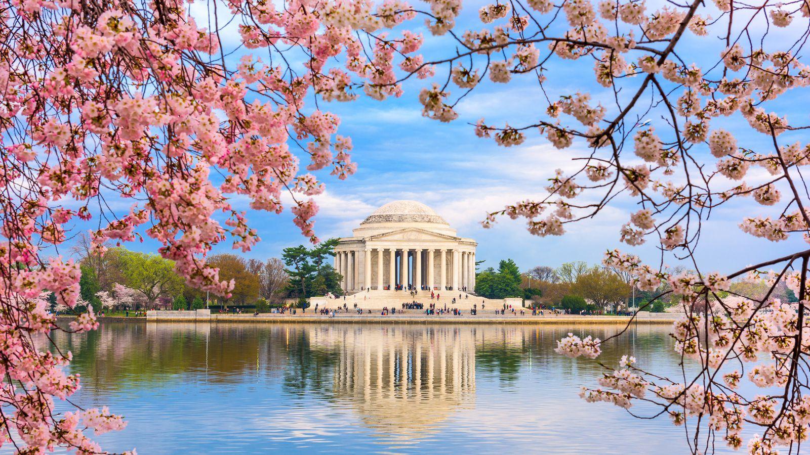 DC Cherry Blossom Pictures Wallpapers Top Free DC Cherry Blossom
